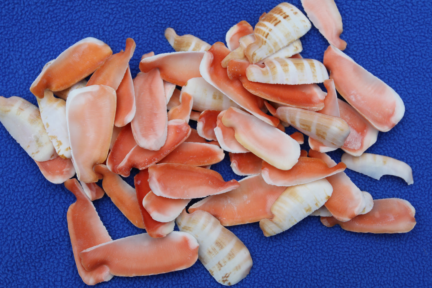 LIP CUT STRAWBERRY LUHUANUS, Upscale Shell Craft Supply, Beach Art, Sailors Valetines CS-24