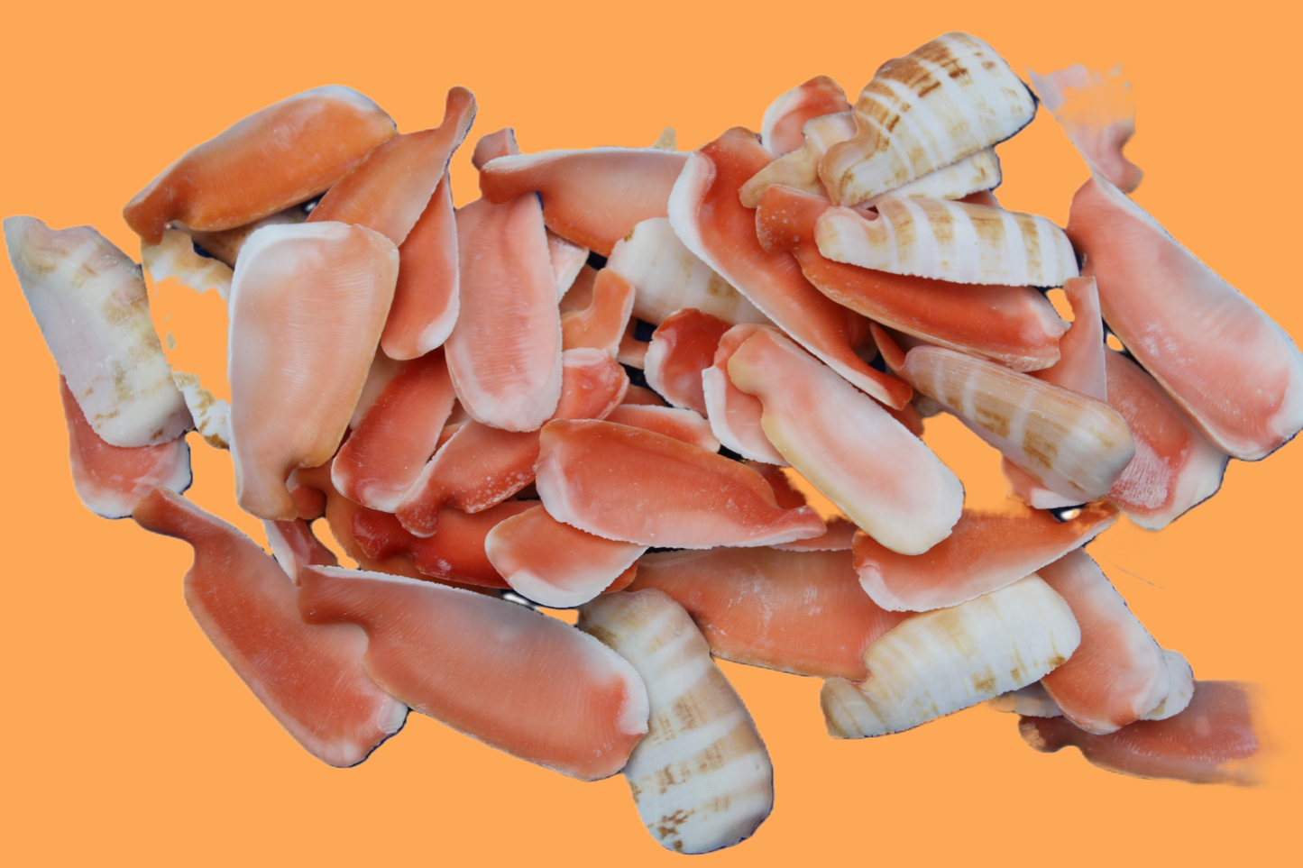 LIP CUT STRAWBERRY LUHUANUS, Upscale Shell Craft Supply, Beach Art, Sailors Valetines CS-24