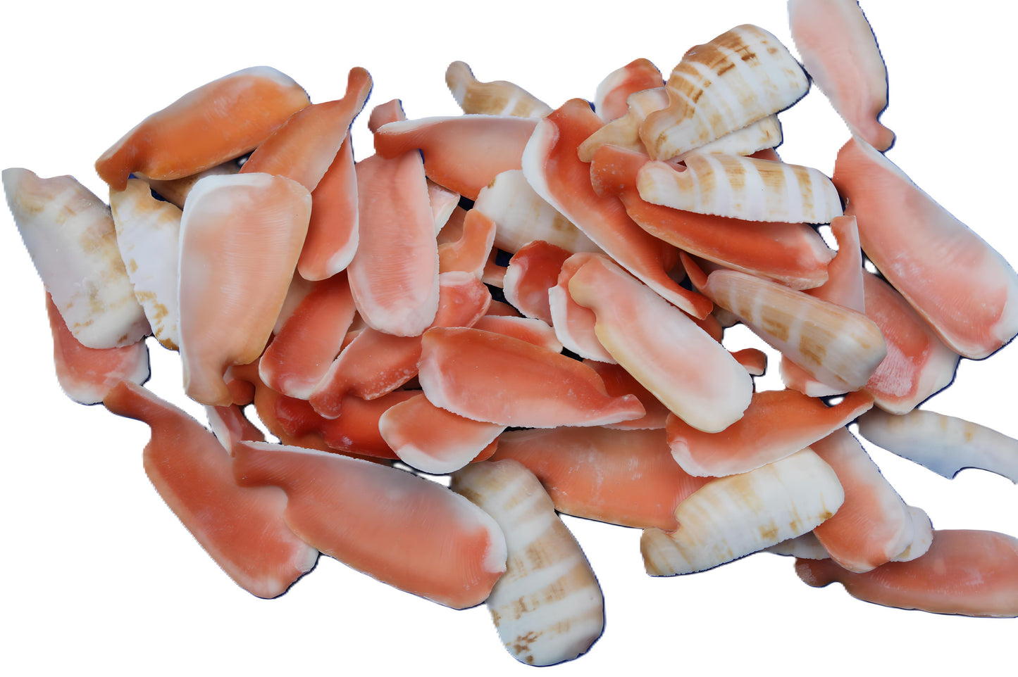 LIP CUT STRAWBERRY LUHUANUS, Upscale Shell Craft Supply, Beach Art, Sailors Valetines CS-24