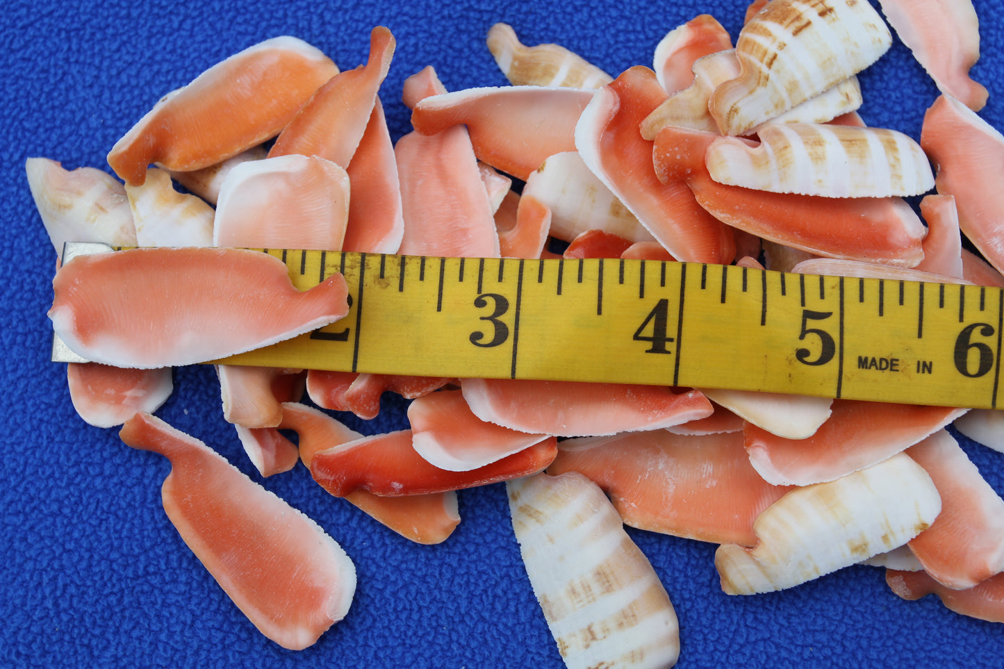 LIP CUT STRAWBERRY LUHUANUS, Upscale Shell Craft Supply, Beach Art, Sailors Valetines CS-24