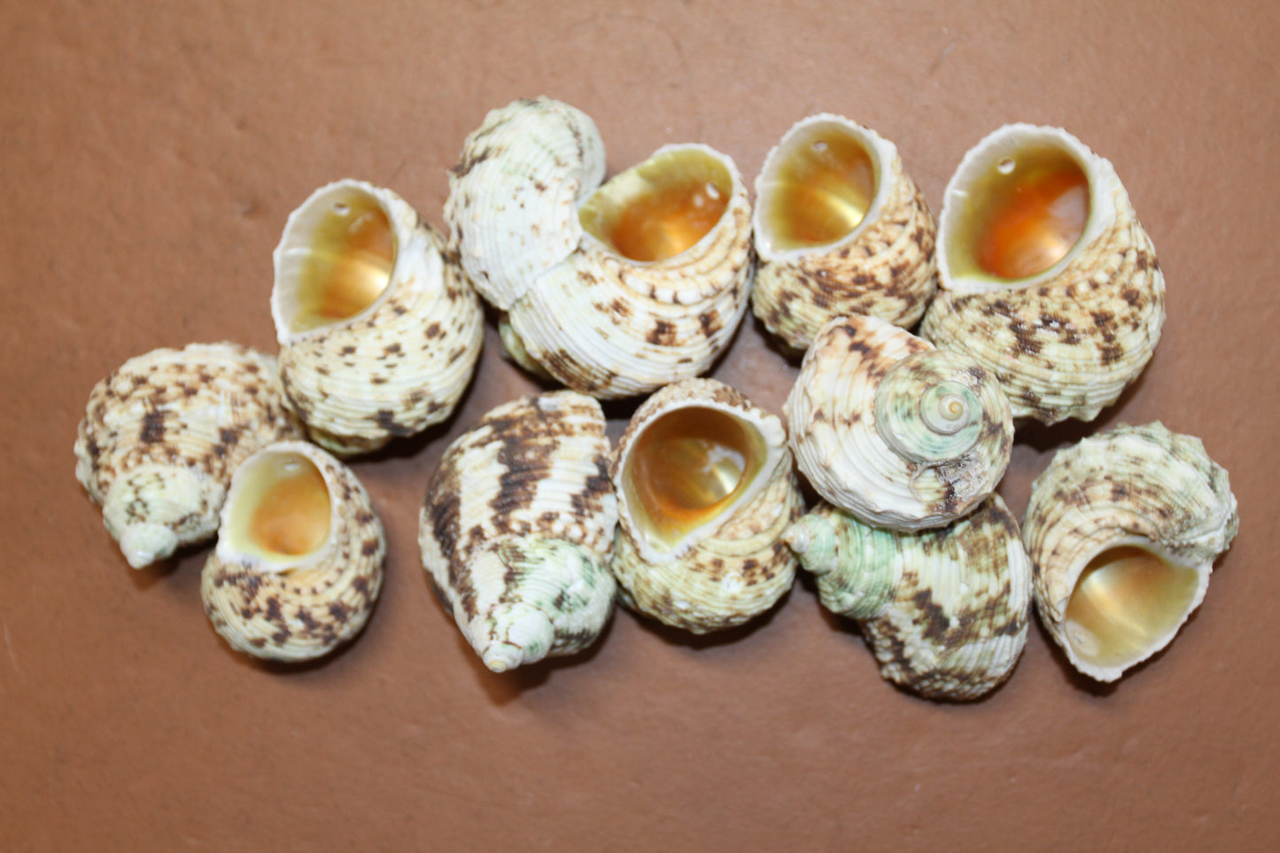 Gold Mouth Turbo Seashells, Drilled Hole For Hanging Crafts, Seashell Mobile Supply, Craft Supply, SS-504