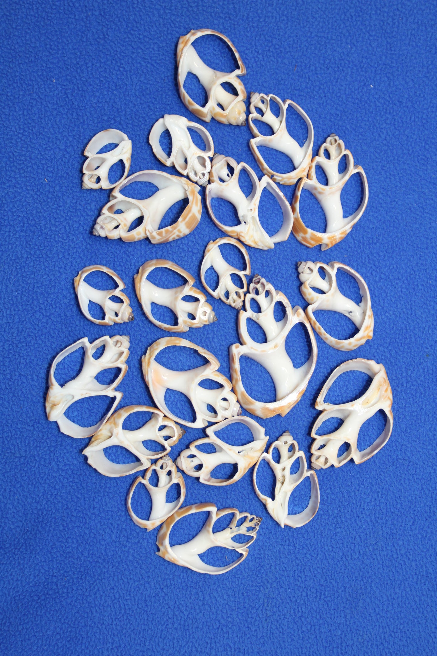 BABYLONIA SPIRATA Seashells,Center Sliced Seashells, Beact Art Supply,Beach Wedding Supply,Textured Seashell Art Supply, CS-96