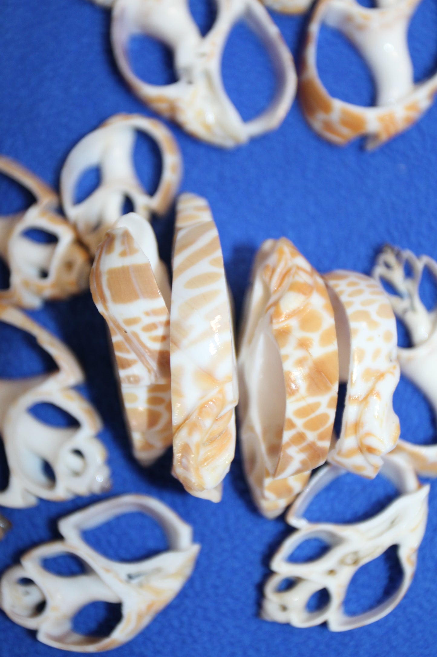 BABYLONIA SPIRATA Seashells,Center Sliced Seashells, Beact Art Supply,Beach Wedding Supply,Textured Seashell Art Supply, CS-96