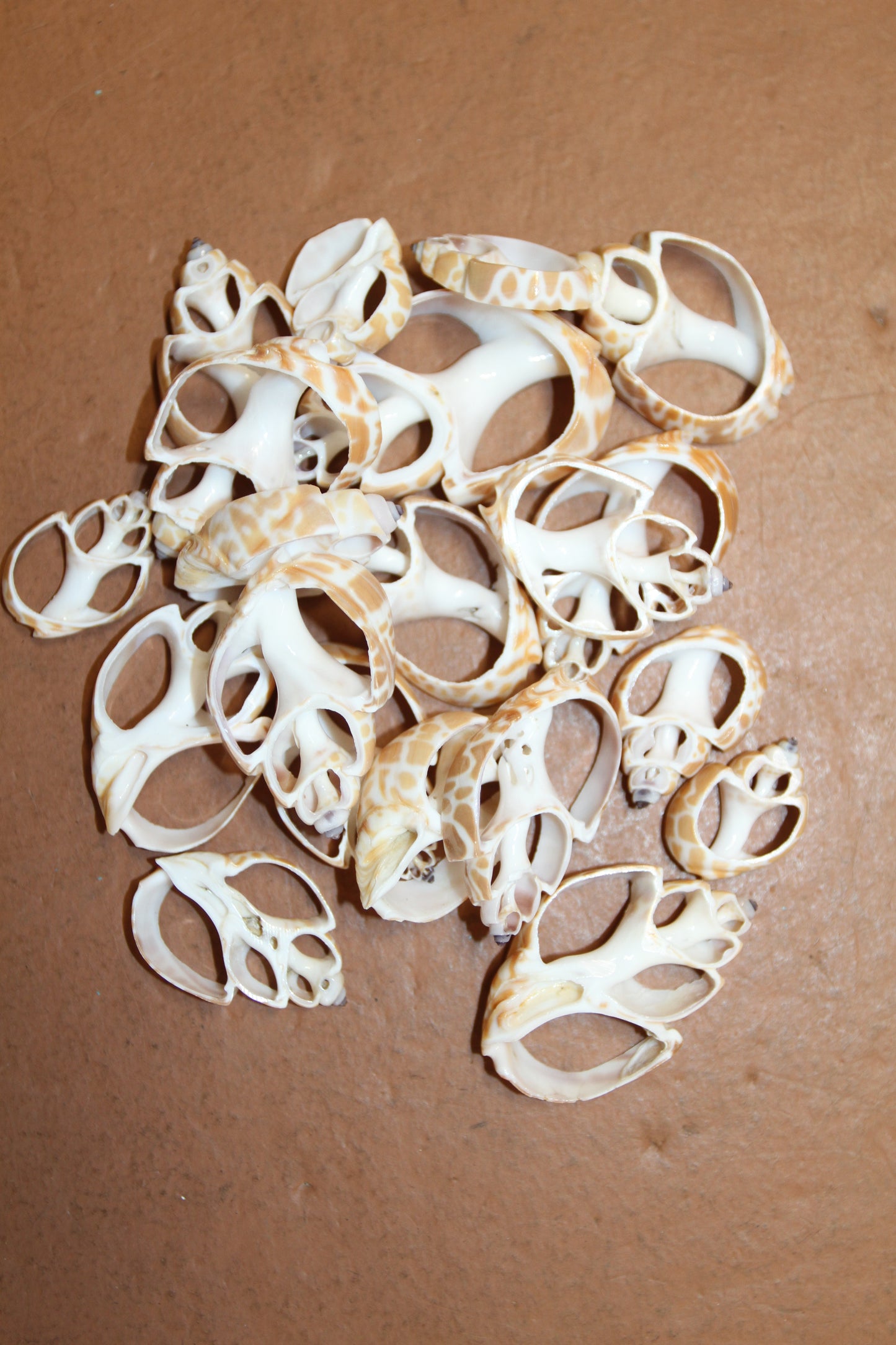 BABYLONIA SPIRATA Seashells,Center Sliced Seashells, Beact Art Supply,Beach Wedding Supply,Textured Seashell Art Supply, CS-96