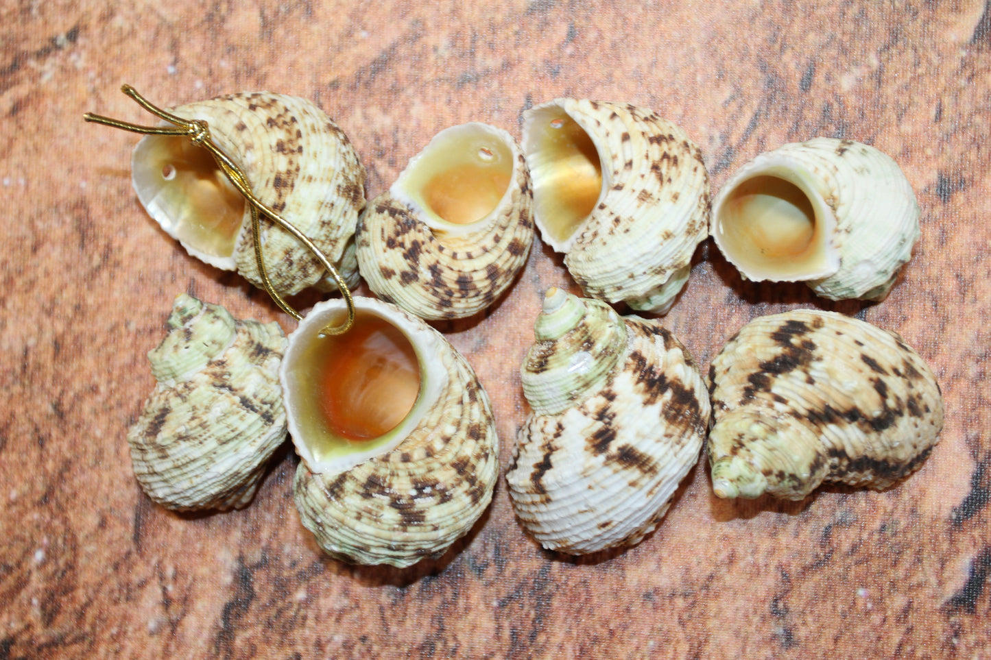 Gold Mouth Turbo Seashells, Drilled Hole For Hanging Crafts, Seashell Mobile Supply, Craft Supply, SS-504