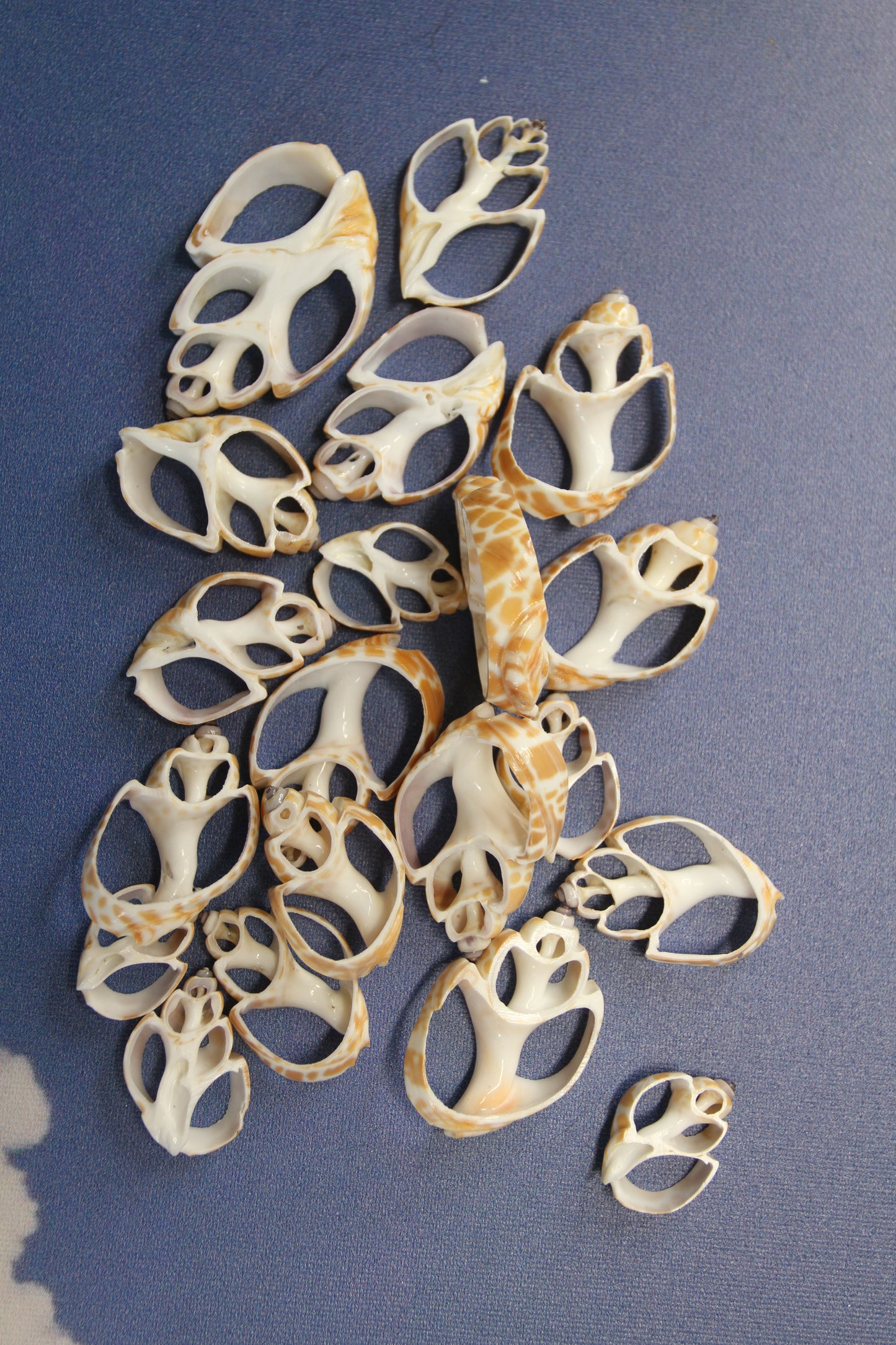 BABYLONIA SPIRATA Seashells,Center Sliced Seashells, Beact Art Supply,Beach Wedding Supply,Textured Seashell Art Supply, CS-96
