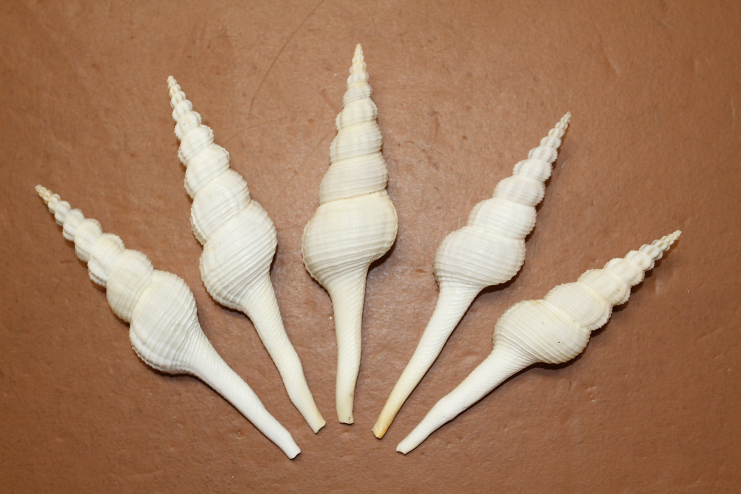 FUSUS COLUS Extra Large Spindle Seashells, Wreath Supply, Beach Decor, Wedding Decor, Beach Weddings ,All Occasion Gifts, SS-505 (Copy)
