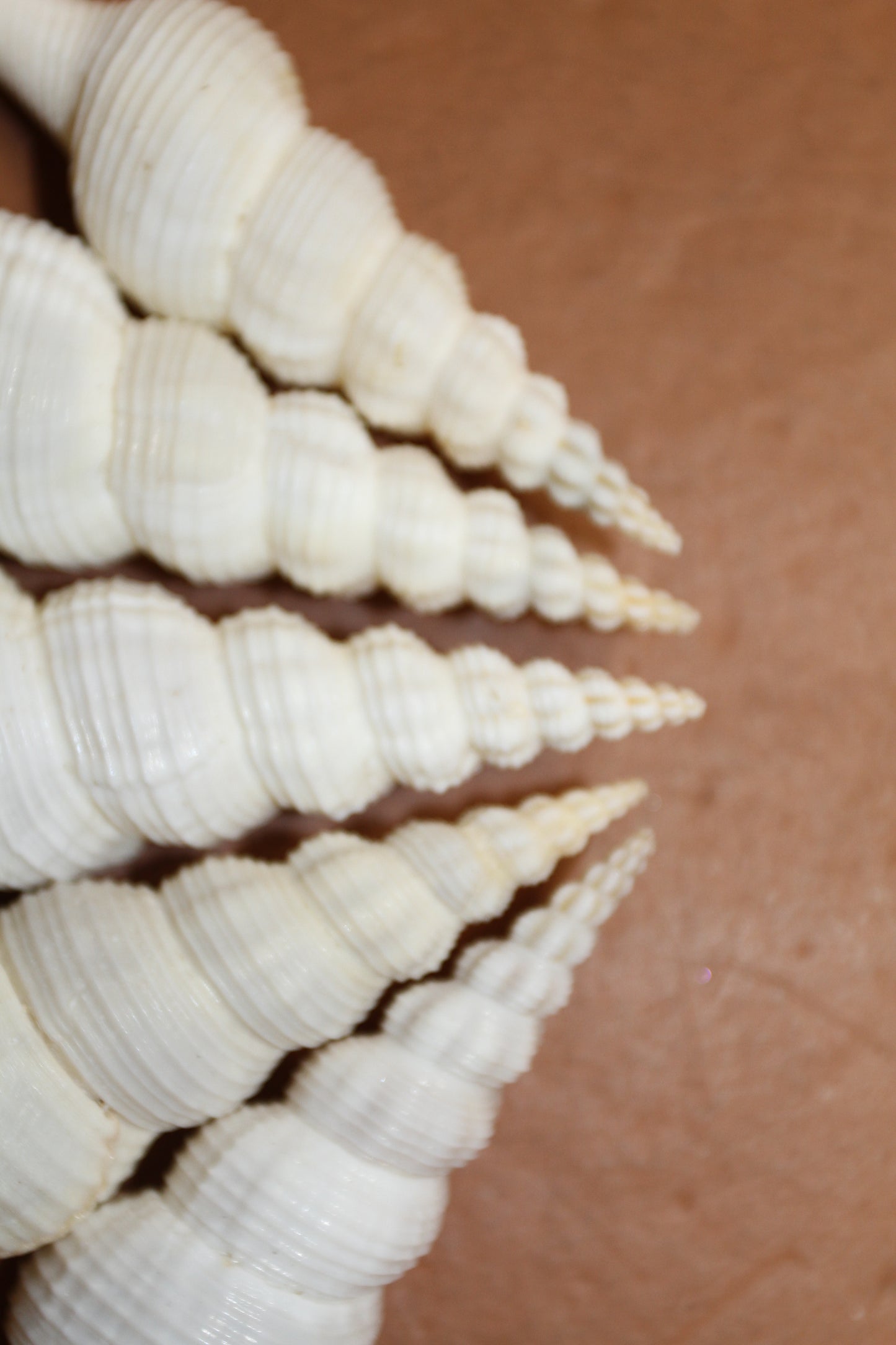 FUSUS COLUS Extra Large Spindle Seashells, Wreath Supply, Beach Decor, Wedding Decor, Beach Weddings ,All Occasion Gifts, SS-505 (Copy)