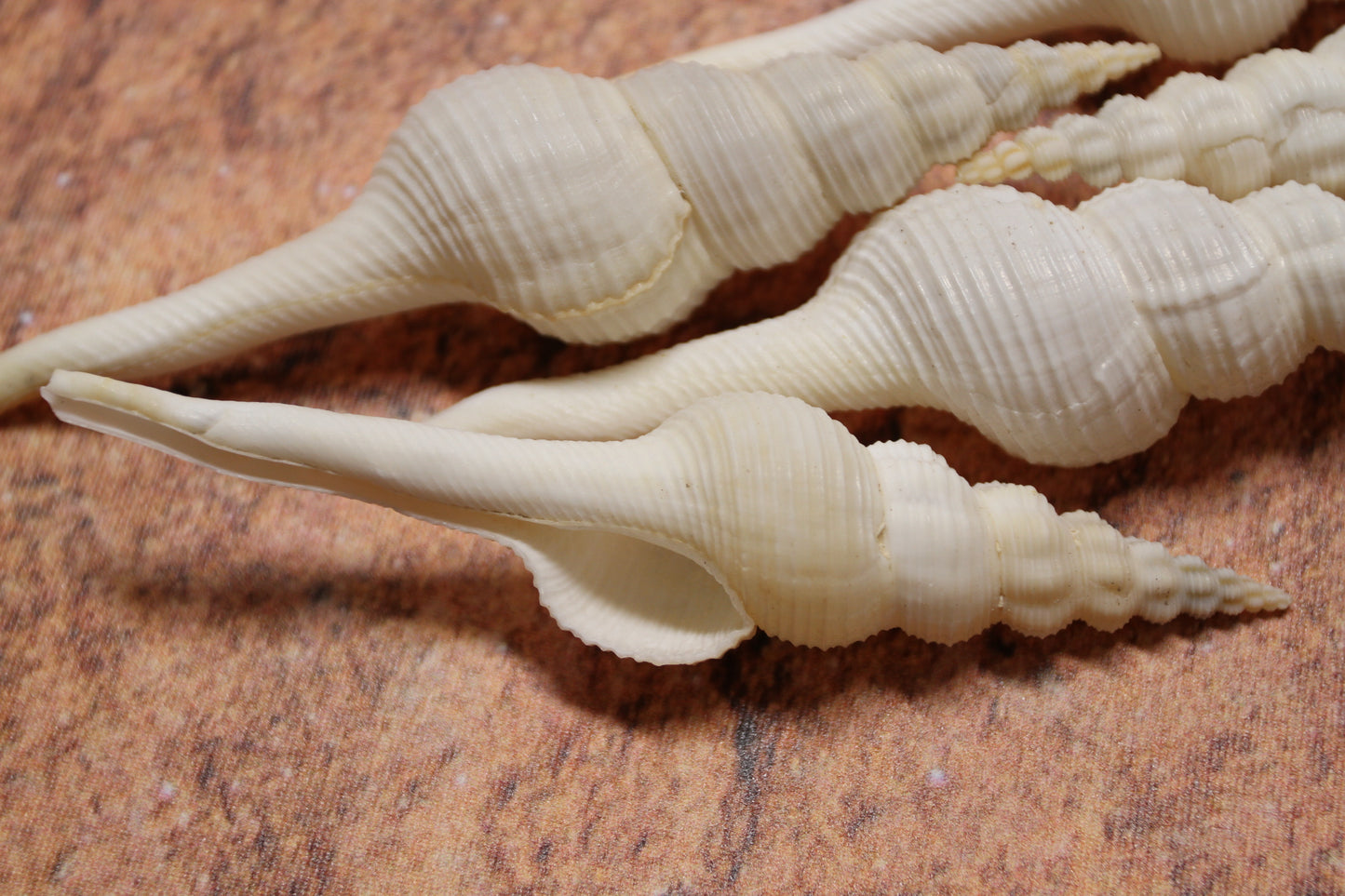 FUSUS COLUS Extra Large Spindle Seashells, Wreath Supply, Beach Decor, Wedding Decor, Beach Weddings ,All Occasion Gifts, SS-505 (Copy)