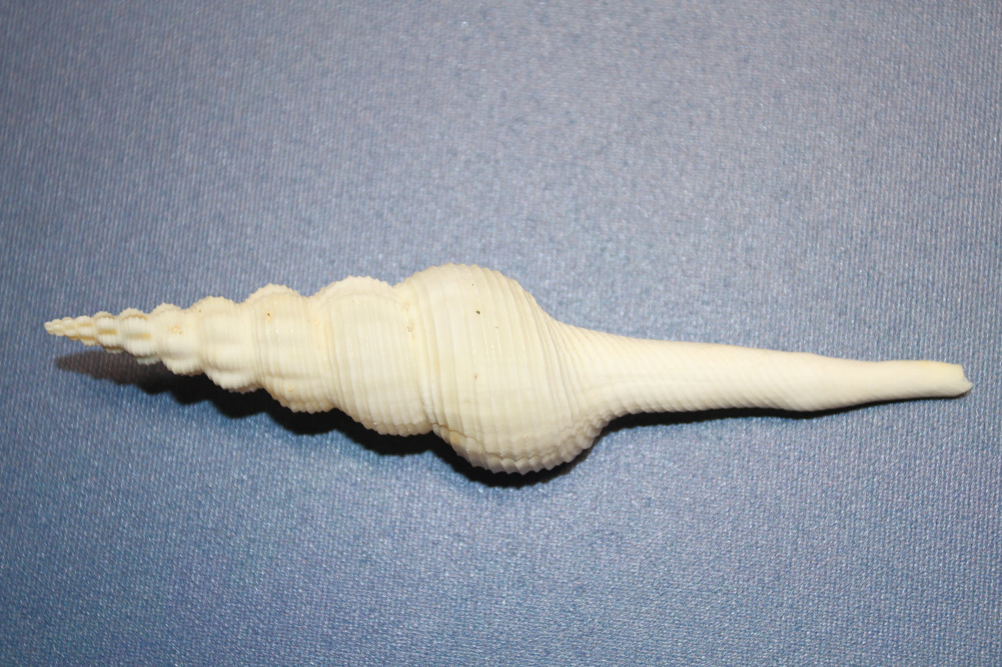 FUSUS COLUS Extra Large Spindle Seashells, Wreath Supply, Beach Decor, Wedding Decor, Beach Weddings ,All Occasion Gifts, SS-505 (Copy)