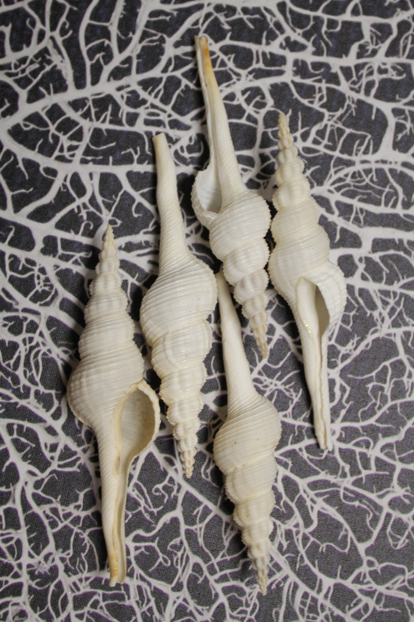 FUSUS COLUS Extra Large Spindle Seashells, Wreath Supply, Beach Decor, Wedding Decor, Beach Weddings ,All Occasion Gifts, SS-505 (Copy)