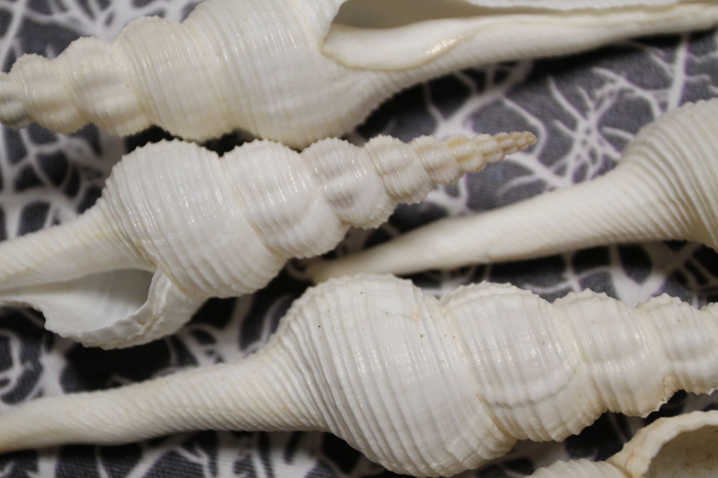 FUSUS COLUS Extra Large Spindle Seashells, Wreath Supply, Beach Decor, Wedding Decor, Beach Weddings ,All Occasion Gifts, SS-505 (Copy)
