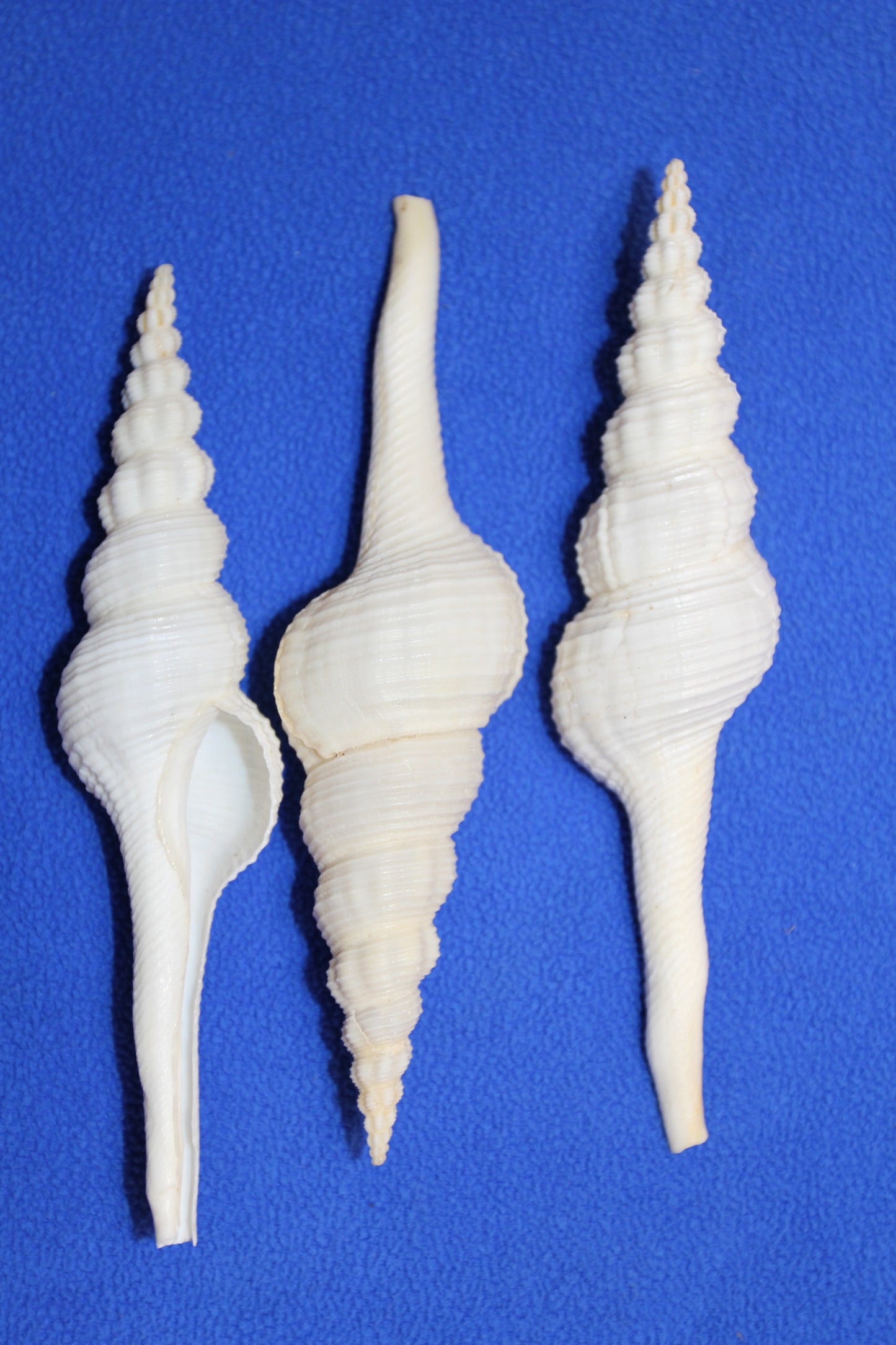 FUSUS COLUS Extra Large Spindle Seashells, Wreath Supply, Beach Decor, Wedding Decor, Beach Weddings ,All Occasion Gifts, SS-505 (Copy)