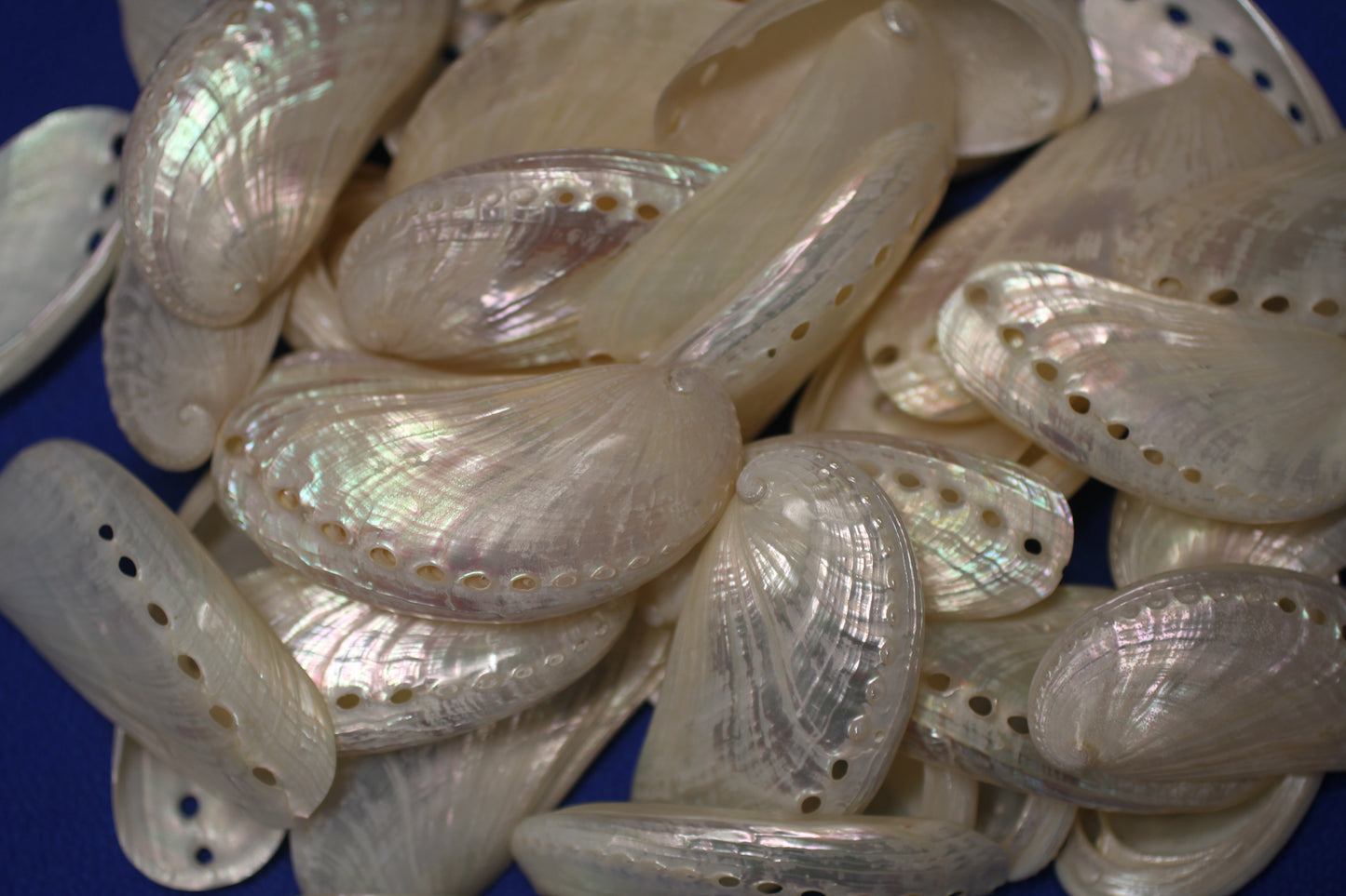 SS-23, 10-MULE EARS,Seashell For Upscale Crafts, Pearled Seashells,Wedding Decor,Floral Accent Seashells