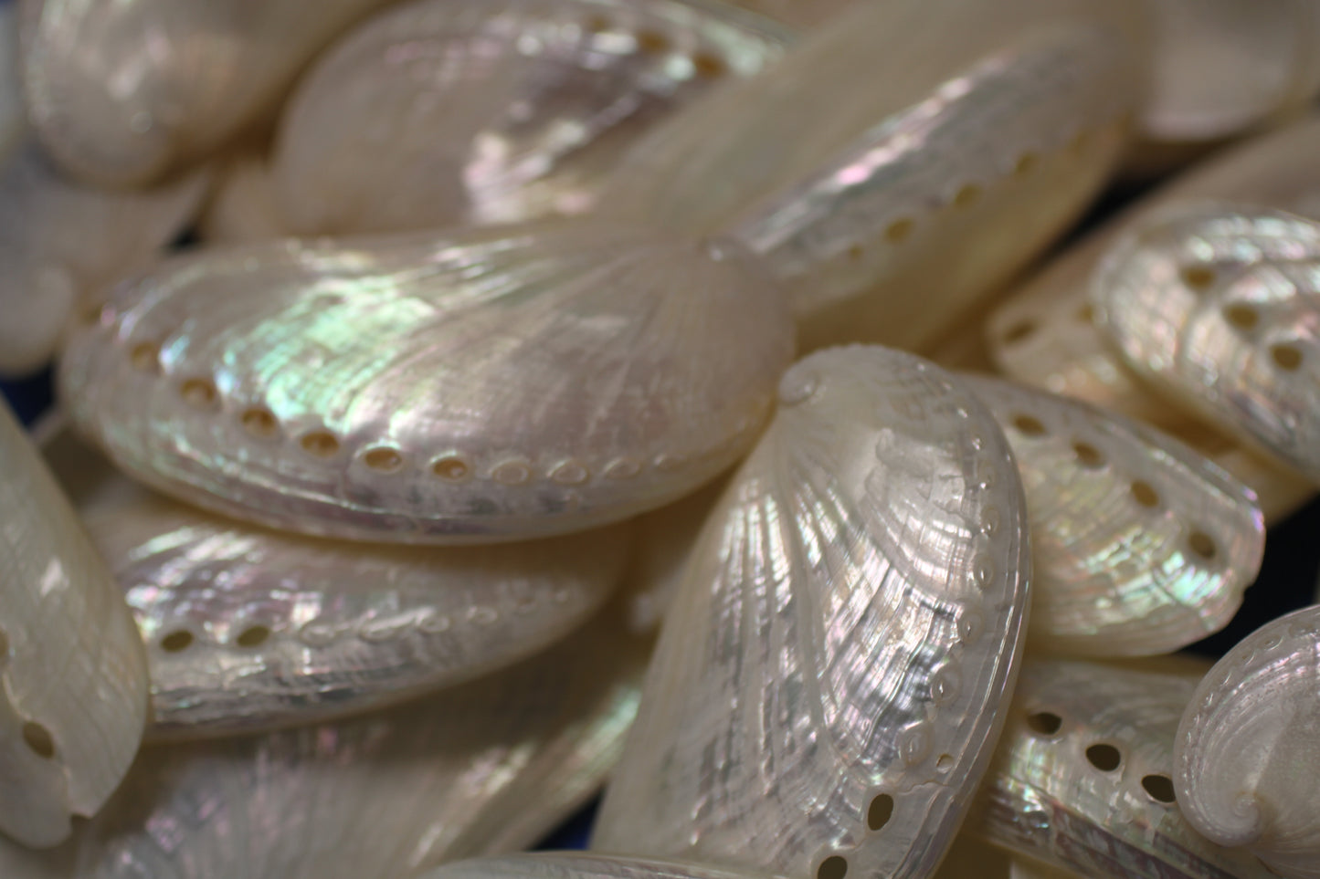 SS-23, 10-MULE EARS,Seashell For Upscale Crafts, Pearled Seashells,Wedding Decor,Floral Accent Seashells