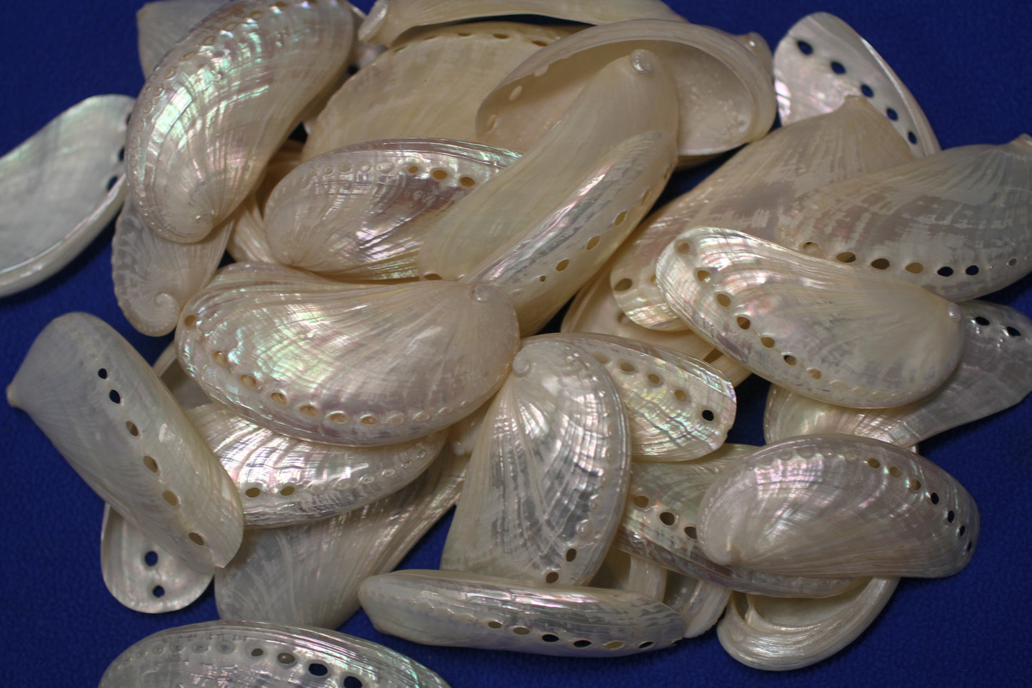 SS-23, 10-MULE EARS,Seashell For Upscale Crafts, Pearled Seashells,Wedding Decor,Floral Accent Seashells