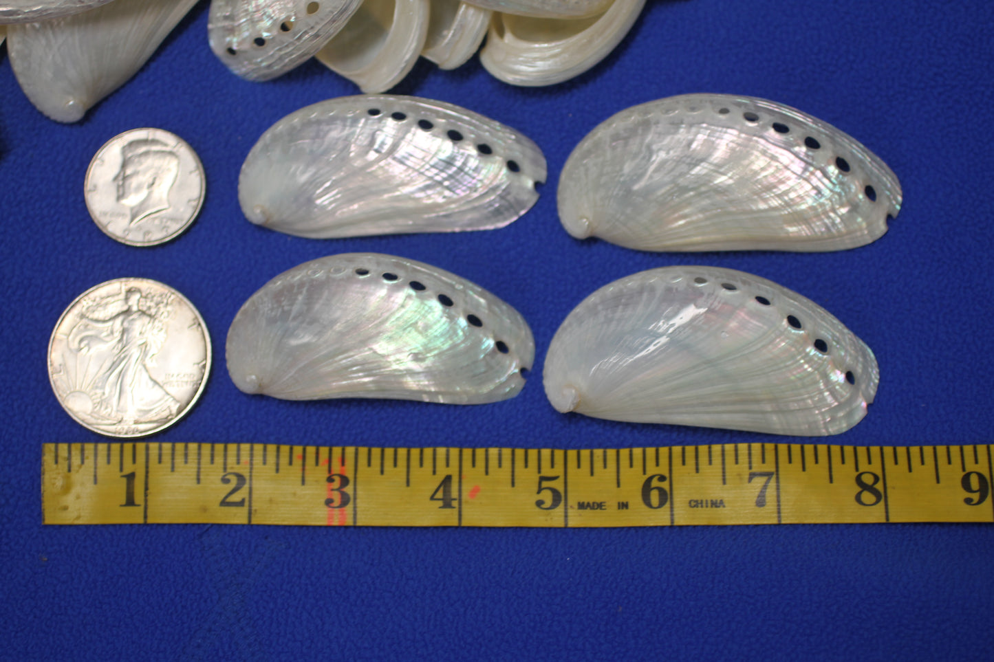 SS-23, 10-MULE EARS,Seashell For Upscale Crafts, Pearled Seashells,Wedding Decor,Floral Accent Seashells