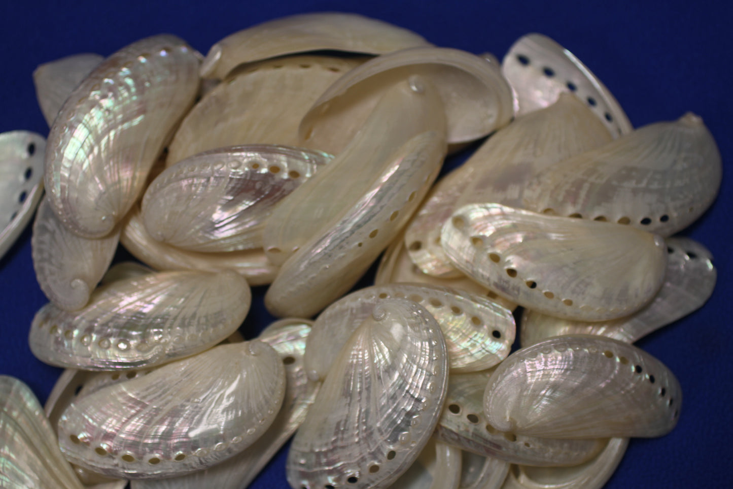 SS-23, 10-MULE EARS,Seashell For Upscale Crafts, Pearled Seashells,Wedding Decor,Floral Accent Seashells