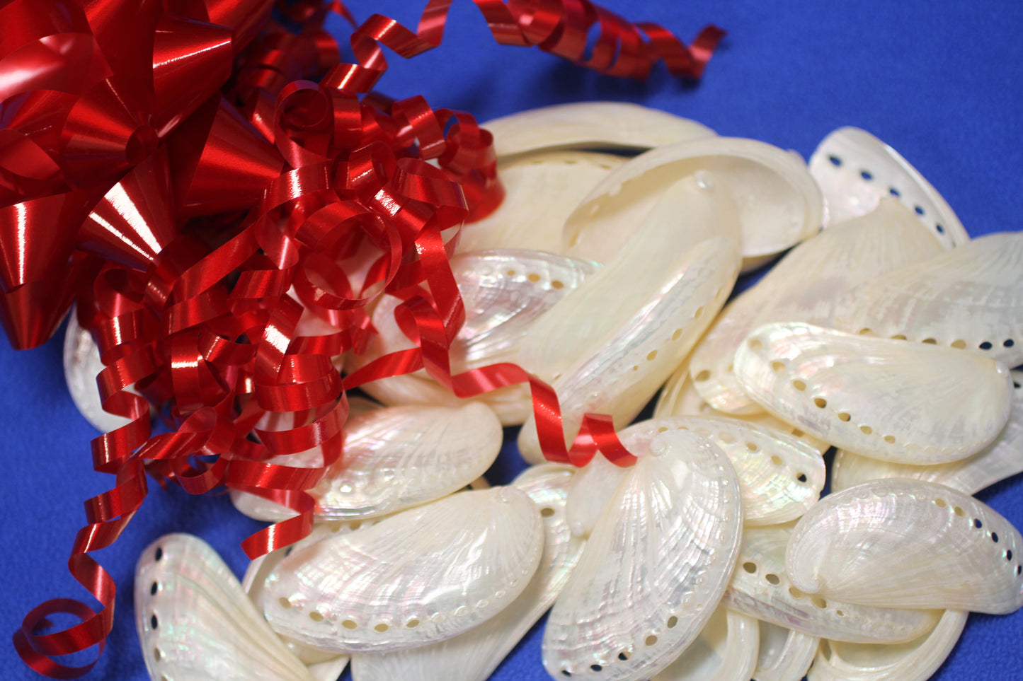 SS-23, 10-MULE EARS,Seashell For Upscale Crafts, Pearled Seashells,Wedding Decor,Floral Accent Seashells