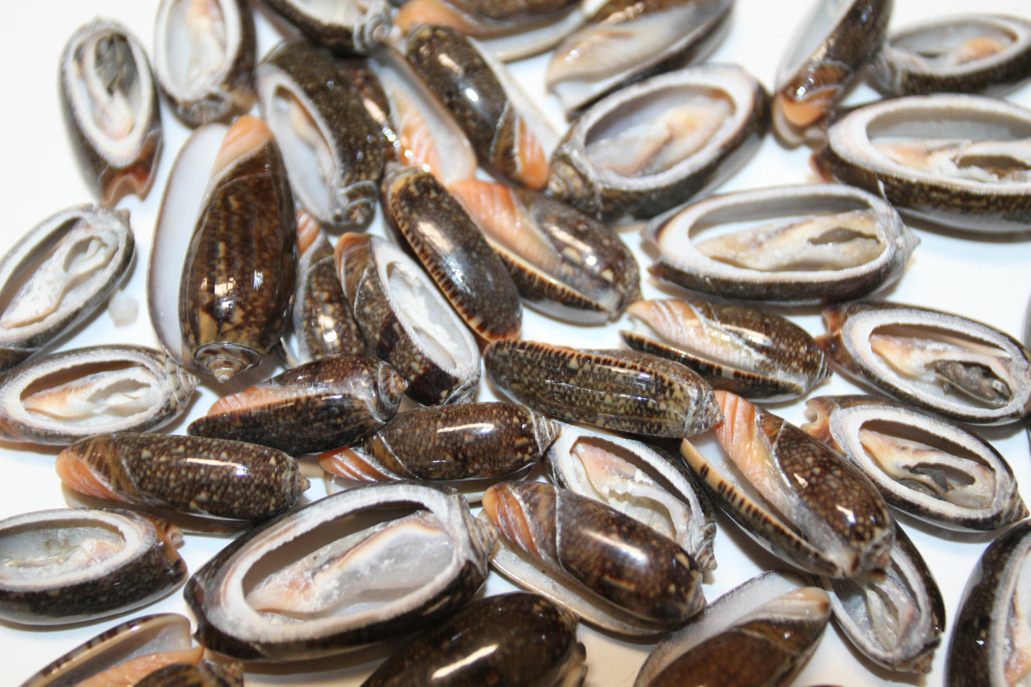 OLIVE RETICUATA - Sliced Seashells, Handcrafted Earring Supply, Florist Supplies, Craft Supply, Beadding Supply, Candle Embeds, CS-79