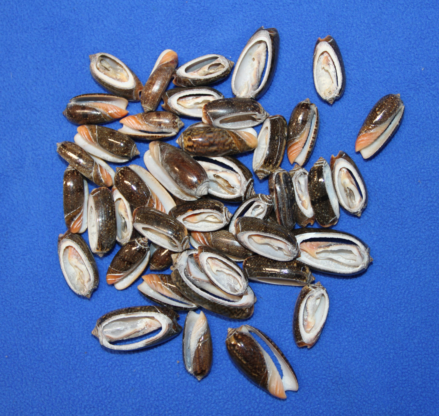 OLIVE RETICUATA - Sliced Seashells, Handcrafted Earring Supply, Florist Supplies, Craft Supply, Beadding Supply, Candle Embeds, CS-79