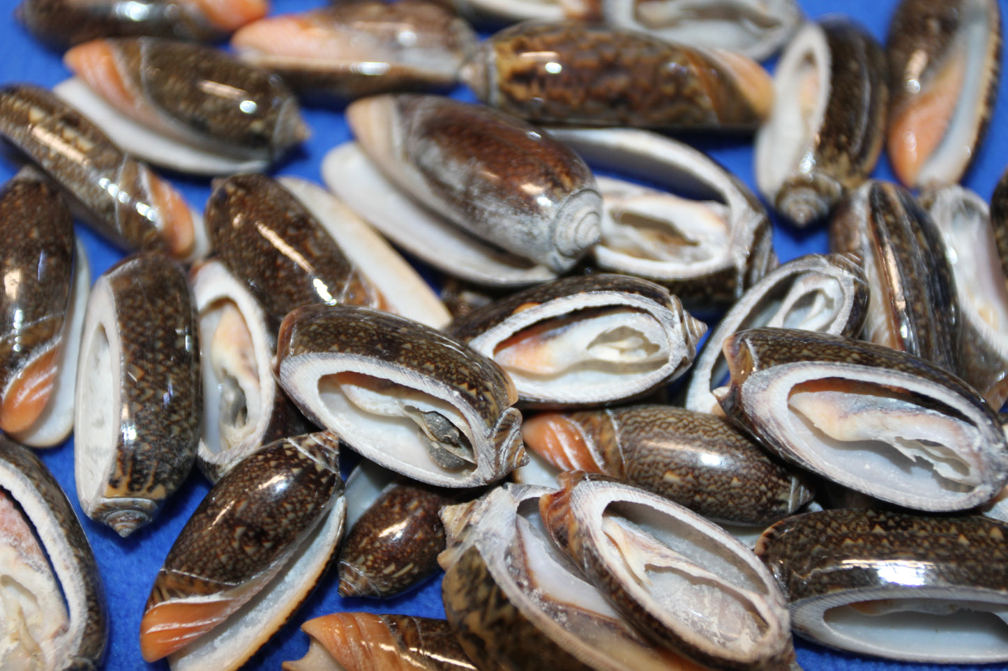 OLIVE RETICUATA - Sliced Seashells, Handcrafted Earring Supply, Florist Supplies, Craft Supply, Beadding Supply, Candle Embeds, CS-79