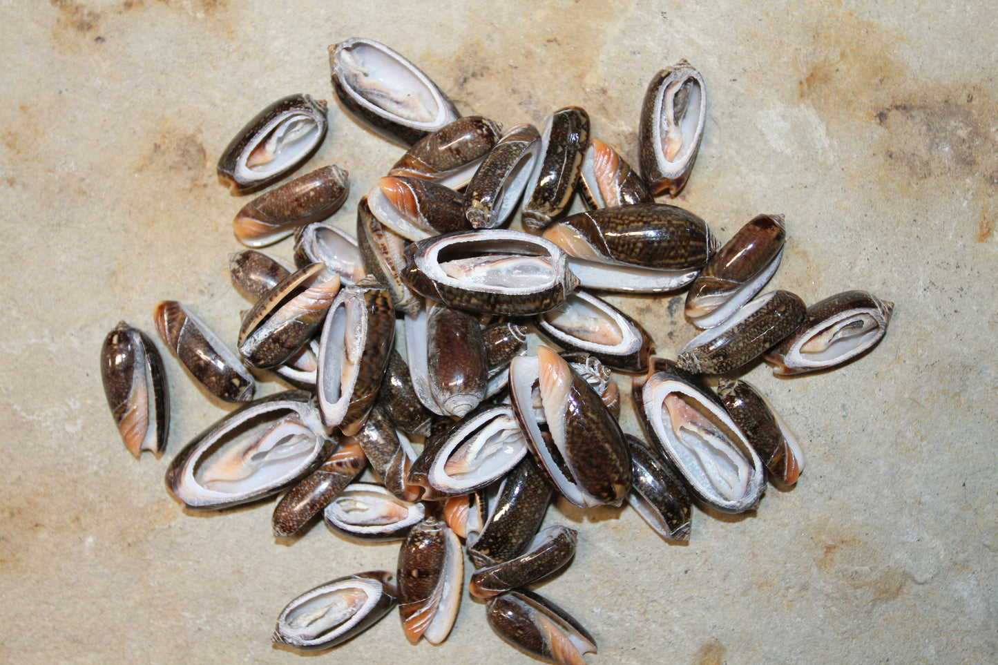 OLIVE RETICUATA - Sliced Seashells, Handcrafted Earring Supply, Florist Supplies, Craft Supply, Beadding Supply, Candle Embeds, CS-79