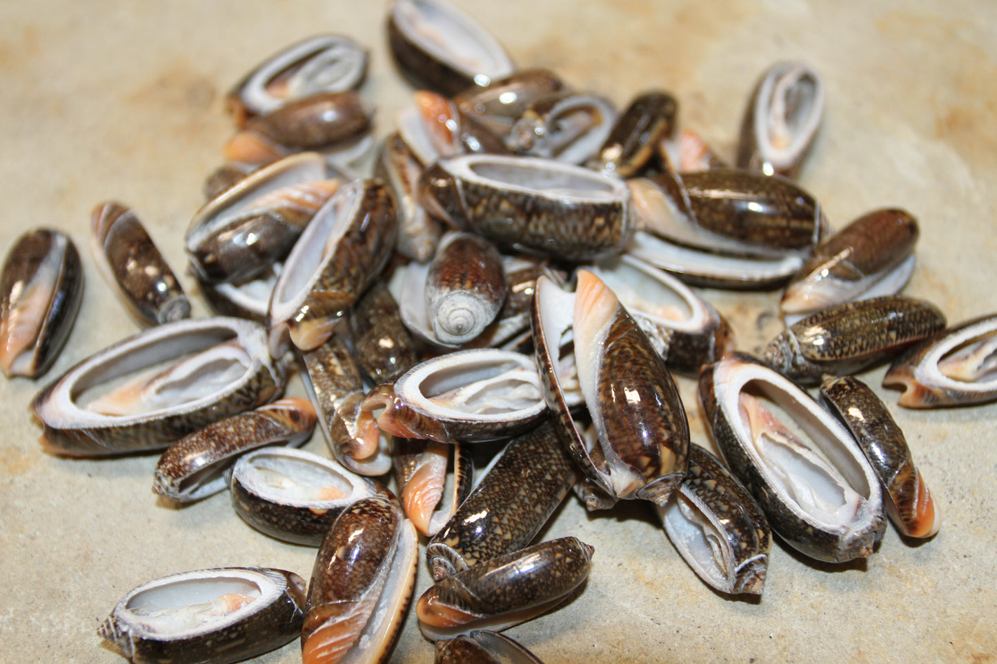 OLIVE RETICUATA - Sliced Seashells, Handcrafted Earring Supply, Florist Supplies, Craft Supply, Beadding Supply, Candle Embeds, CS-79