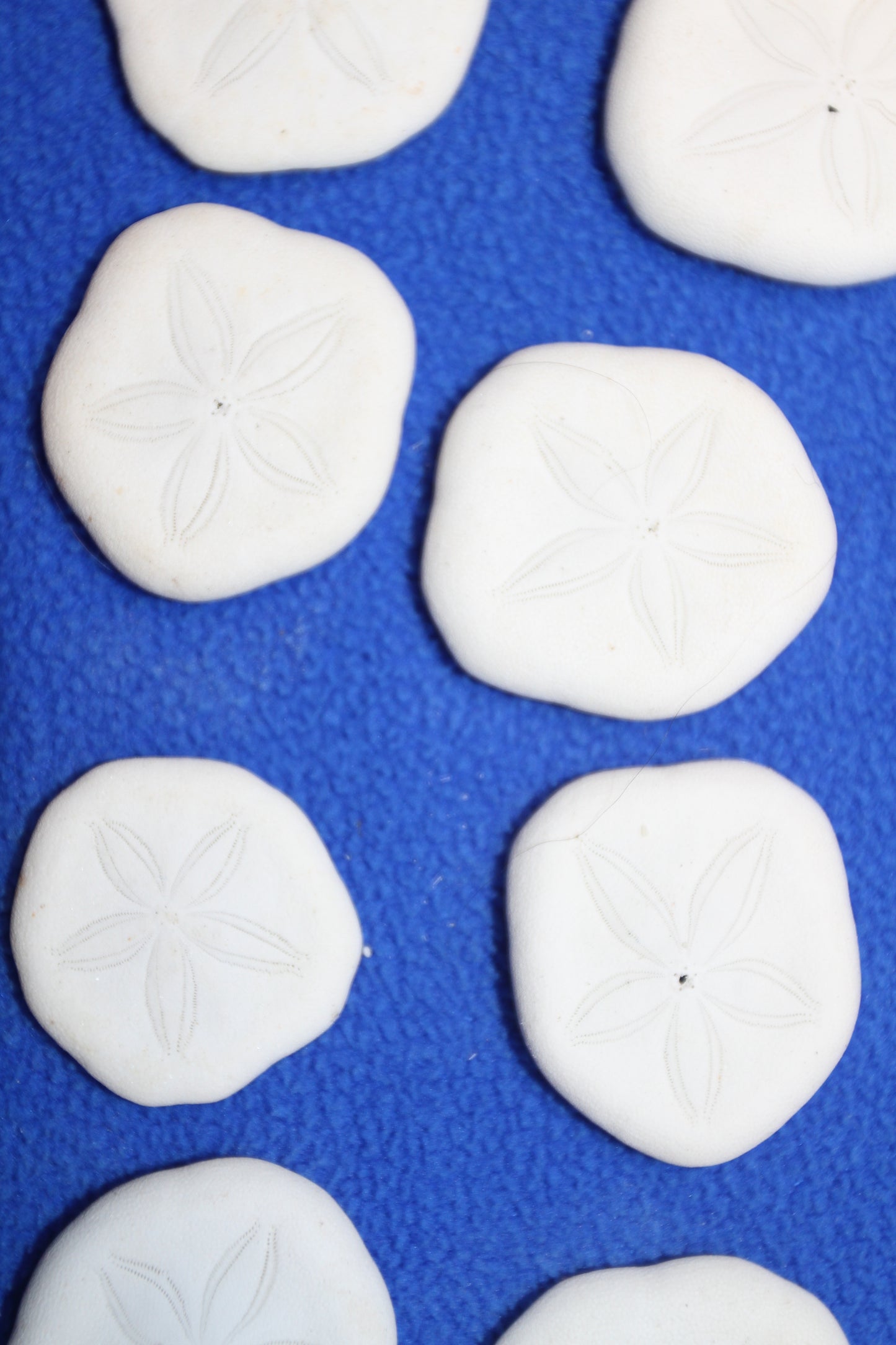 SEA COOKIES, Shell Craft Supply, Glass Art, Jewelry Supply, Coastal Home Decor, All Occasion Gifts SS-452