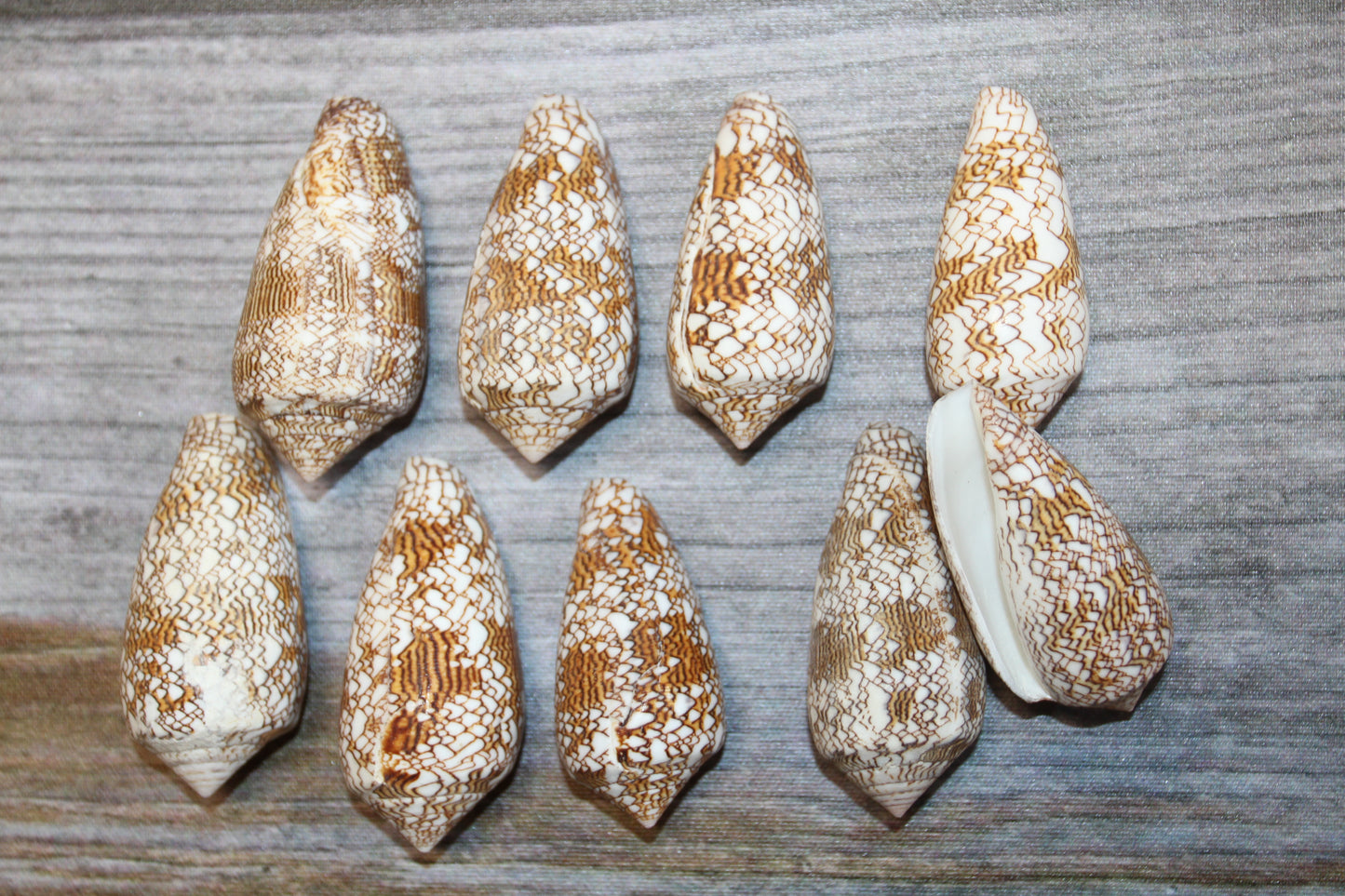 CONUS TEXTILE COLLECTIBLE SEASHELLS, Beach Decor, Sailors Valentins, Gift For All Occassions, SS-467-L