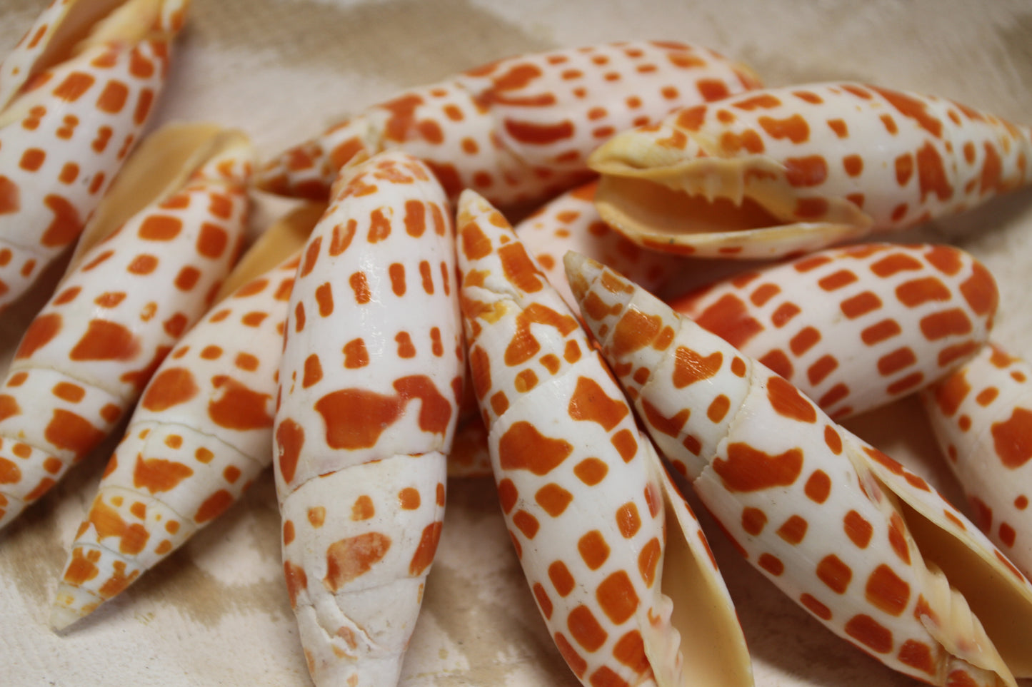 5-Medium MITRA MITRA Seashells,Beach Art,Shell Craft,Upscale Seashells,Coastal Home Accents, SS-550