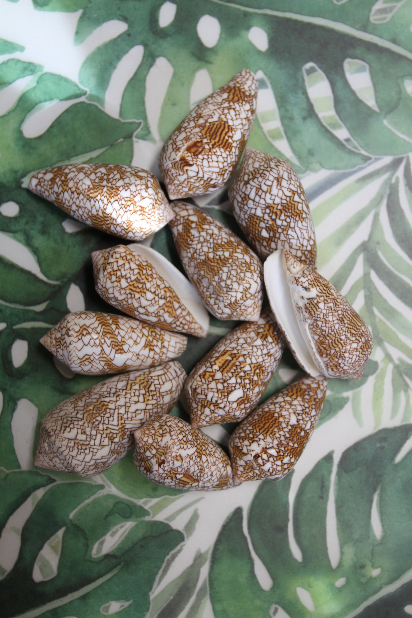 CONUS TEXTILE COLLECTIBLE SEASHELLS, Beach Decor, Sailors Valentins, Gift For All Occassions, SS-467-L