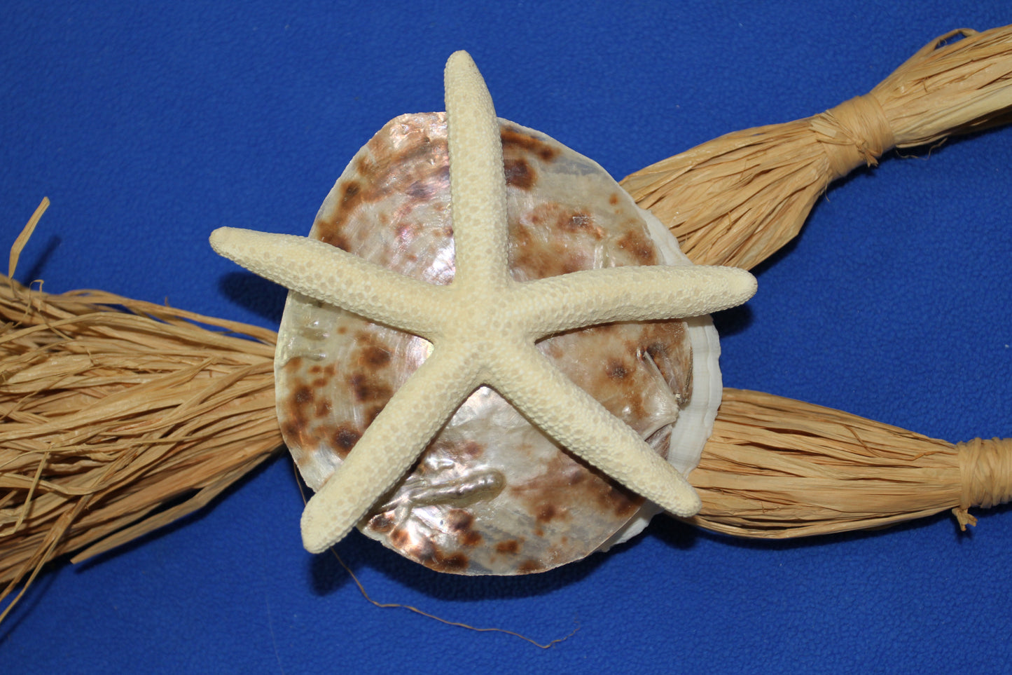 PLACUNAS/SADDLE OYSTERS Large Craft Seashells, Coastal Crafts, Beach Home Decor, SS-61