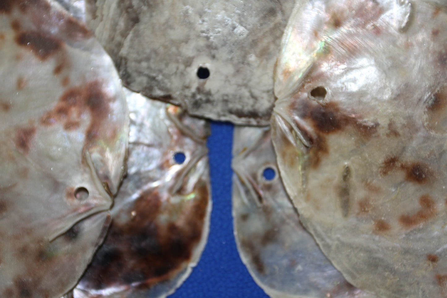 PLACUNAS/SADDLE OYSTERS Large Craft Seashells, Coastal Crafts, Beach Home Decor, SS-61