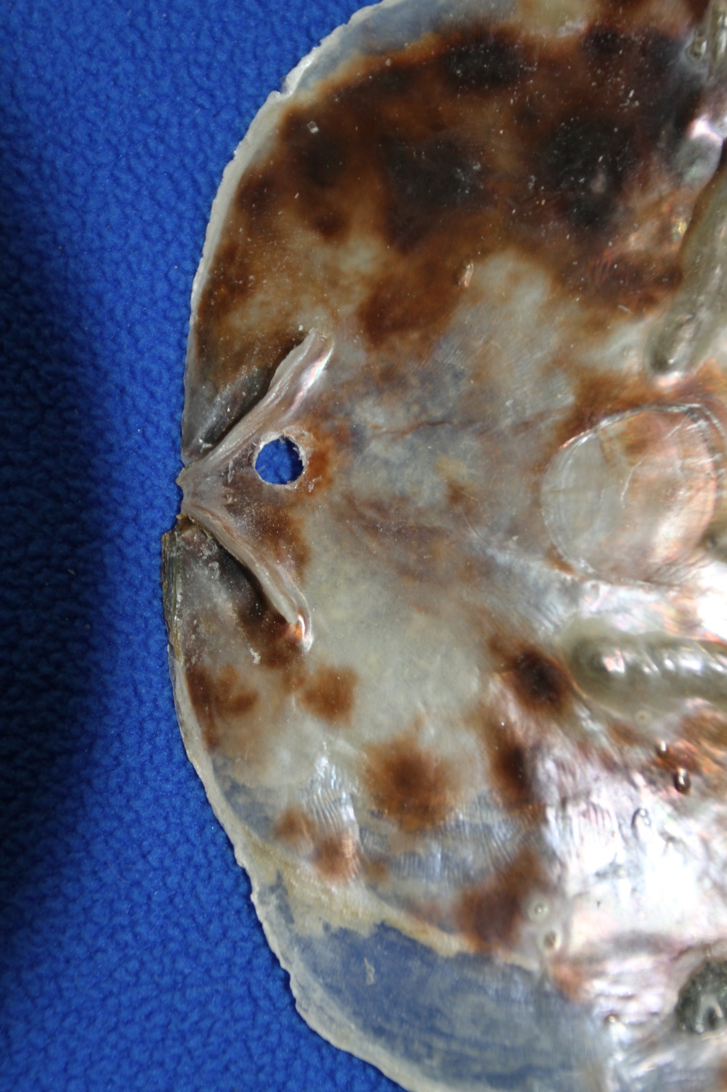 PLACUNAS/SADDLE OYSTERS Large Craft Seashells, Coastal Crafts, Beach Home Decor, SS-61