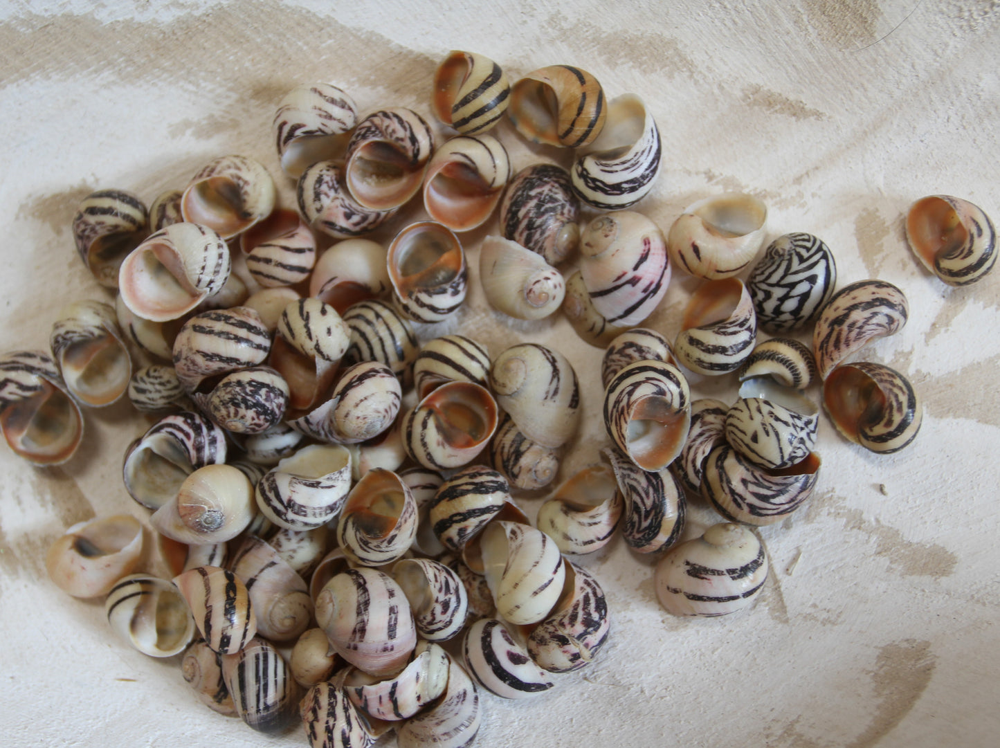 NERITA DUBIA SEASHELLS, Small Craft Seashells, Sailors Valentines, Mosaic Crafts, Hair Accessories SS-463