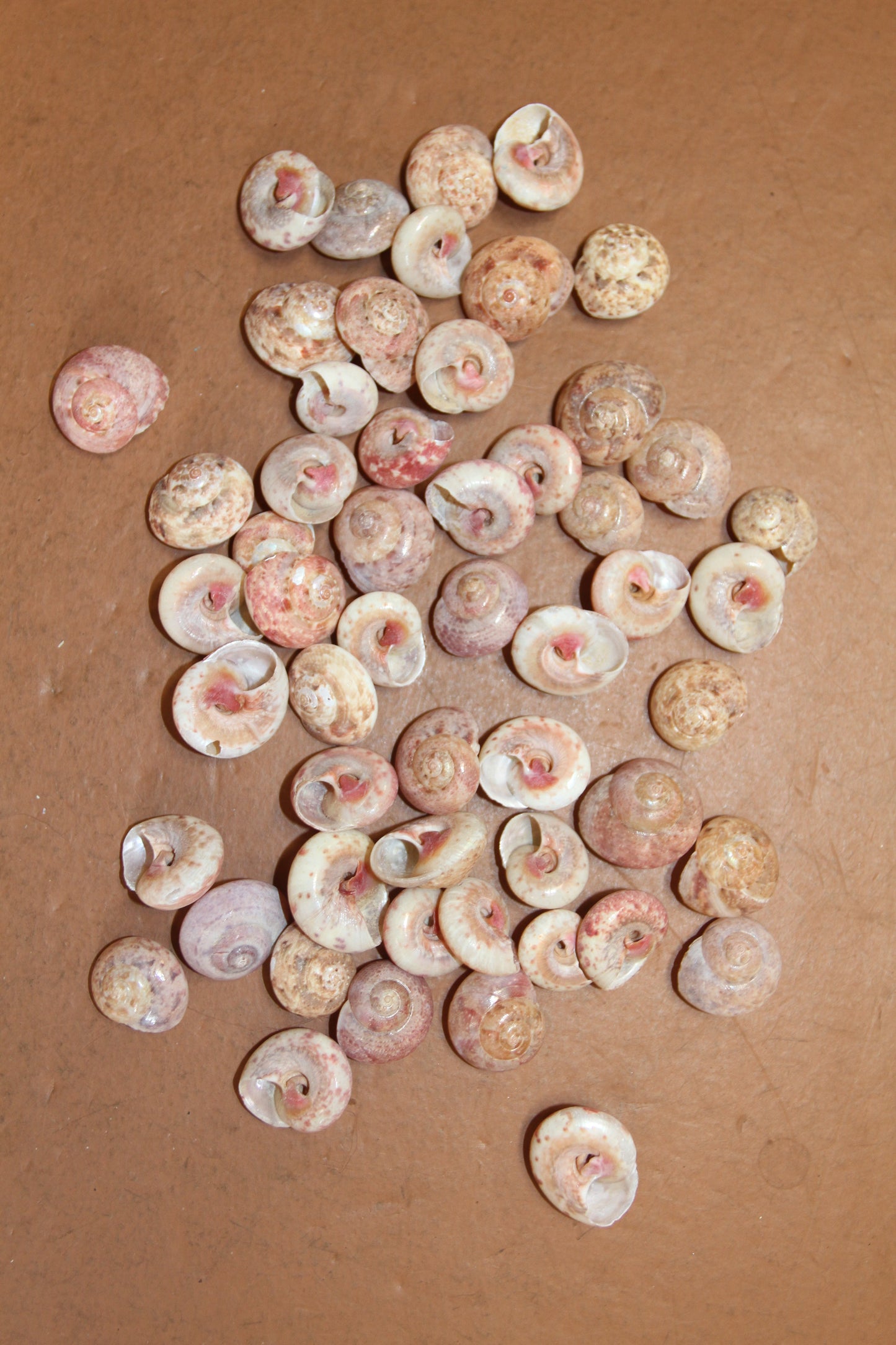 UMBONIUM GUAMENSIS, Sailors Valentine, Mosaic Crafts, Custom Greeting Card Supply, Beach Art, Snail Shells SS-468