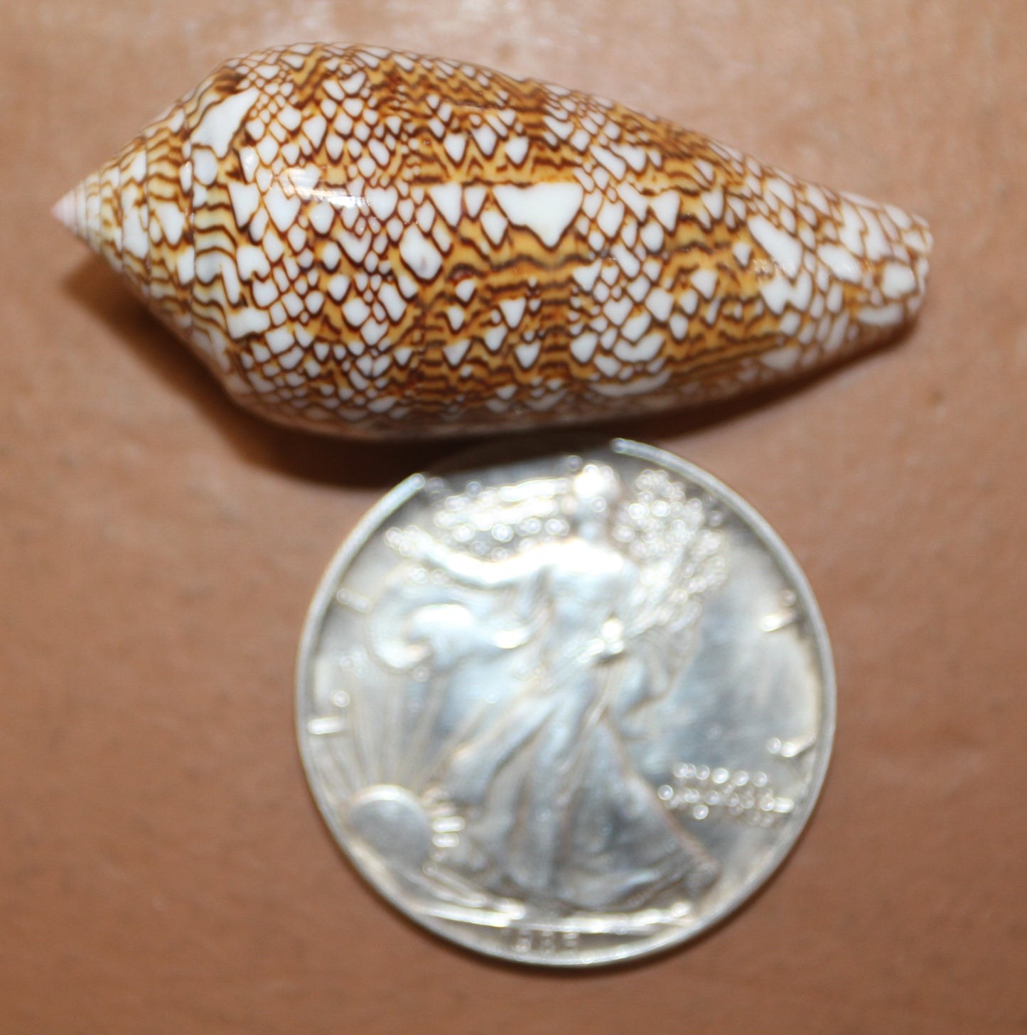 SEASHELLS, TEXTILE CONUS, Craft Supply, Kitchen Decor, Coastal Ocean Decor, Beach Art, Mothers Day Gift, Collectible, Shell Craft, SS-465-S