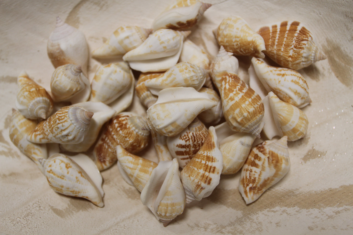 STROMBUS MARGINATUS, Seashells For Crafting, Picture Frame Embellishments, Beach Art , SS-462