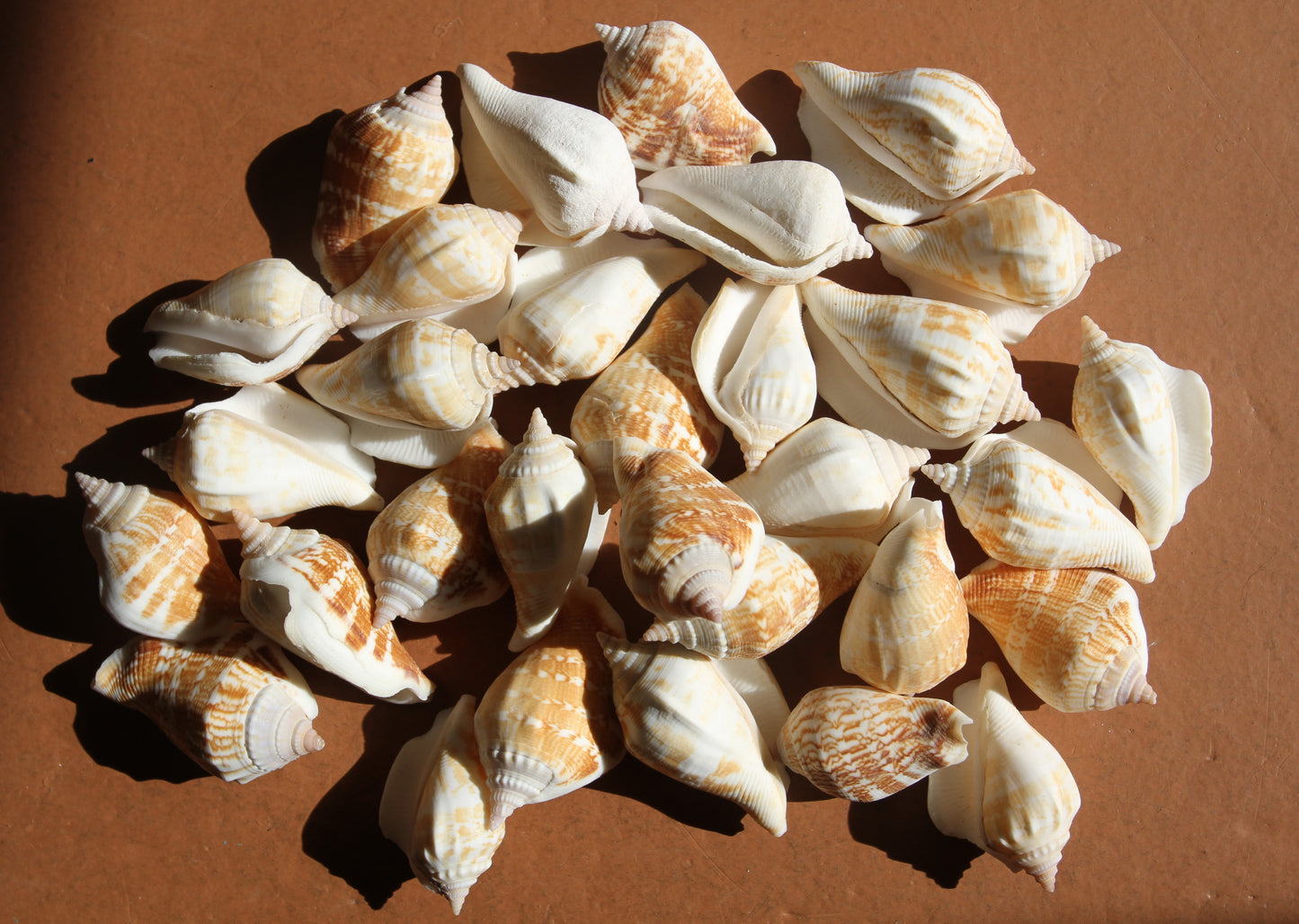 STROMBUS MARGINATUS, Seashells For Crafting, Picture Frame Embellishments, Beach Art , SS-462