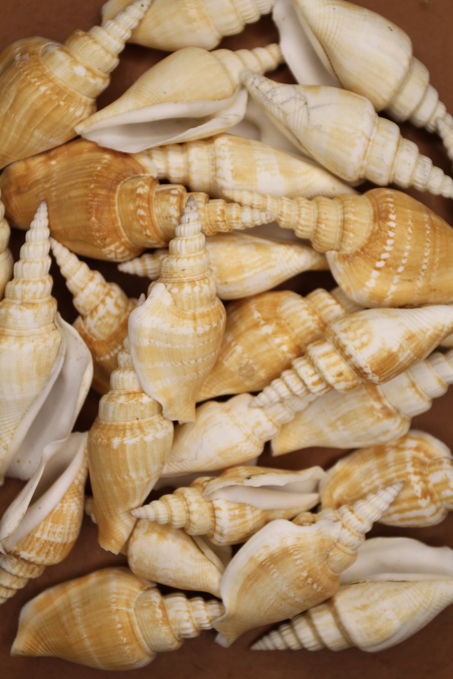 NATURAL STROMBUS VITTATUS, Beach Art, Sailors Valentines, Framing Shells, Mirror Embellishments, SS-507