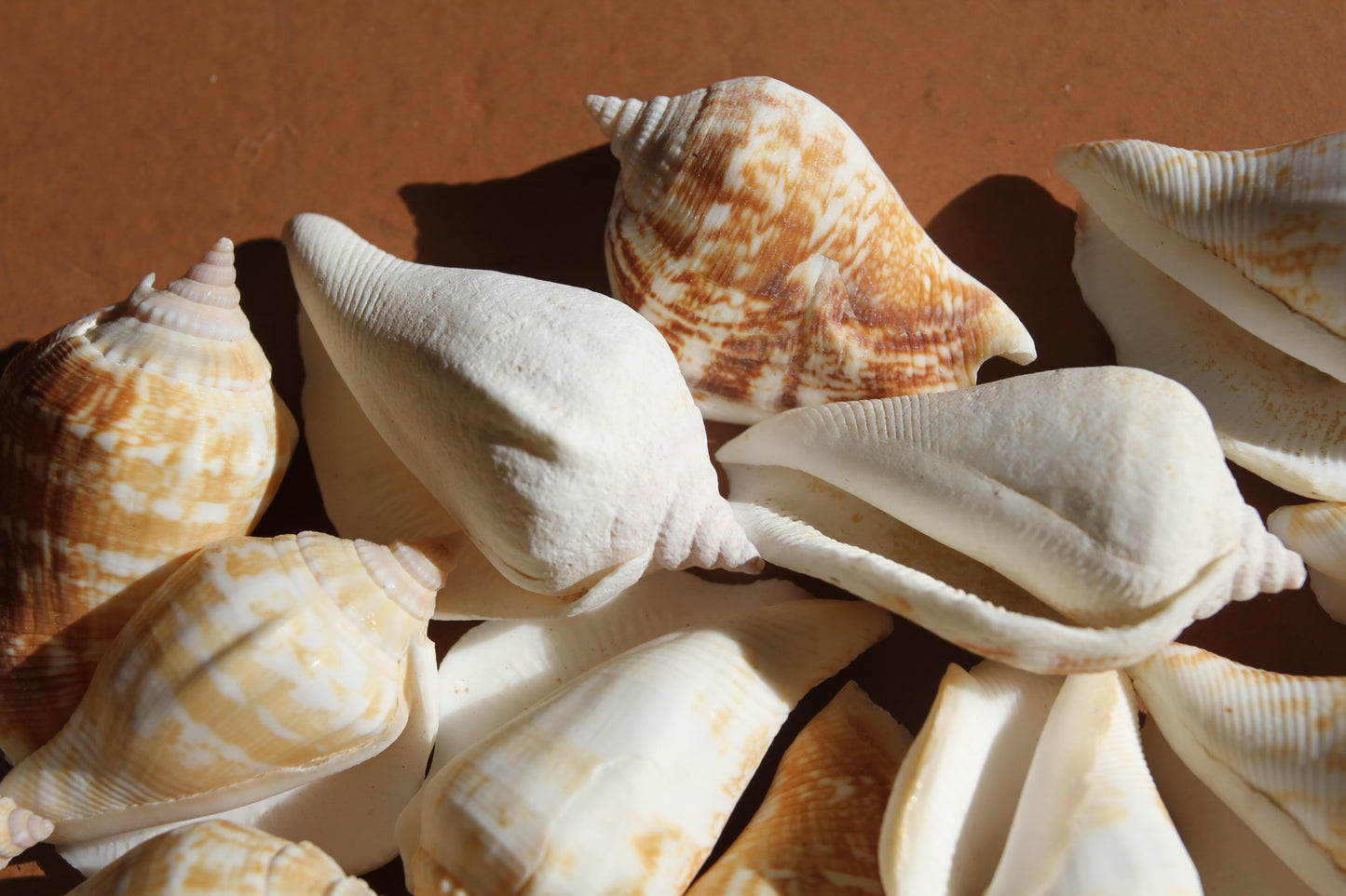 STROMBUS MARGINATUS, Seashells For Crafting, Picture Frame Embellishments, Beach Art , SS-462