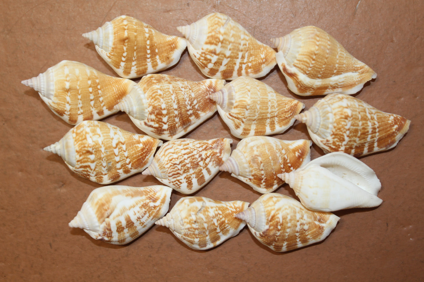 STROMBUS MARGINATUS, Seashells For Crafting, Picture Frame Embellishments, Beach Art , SS-462
