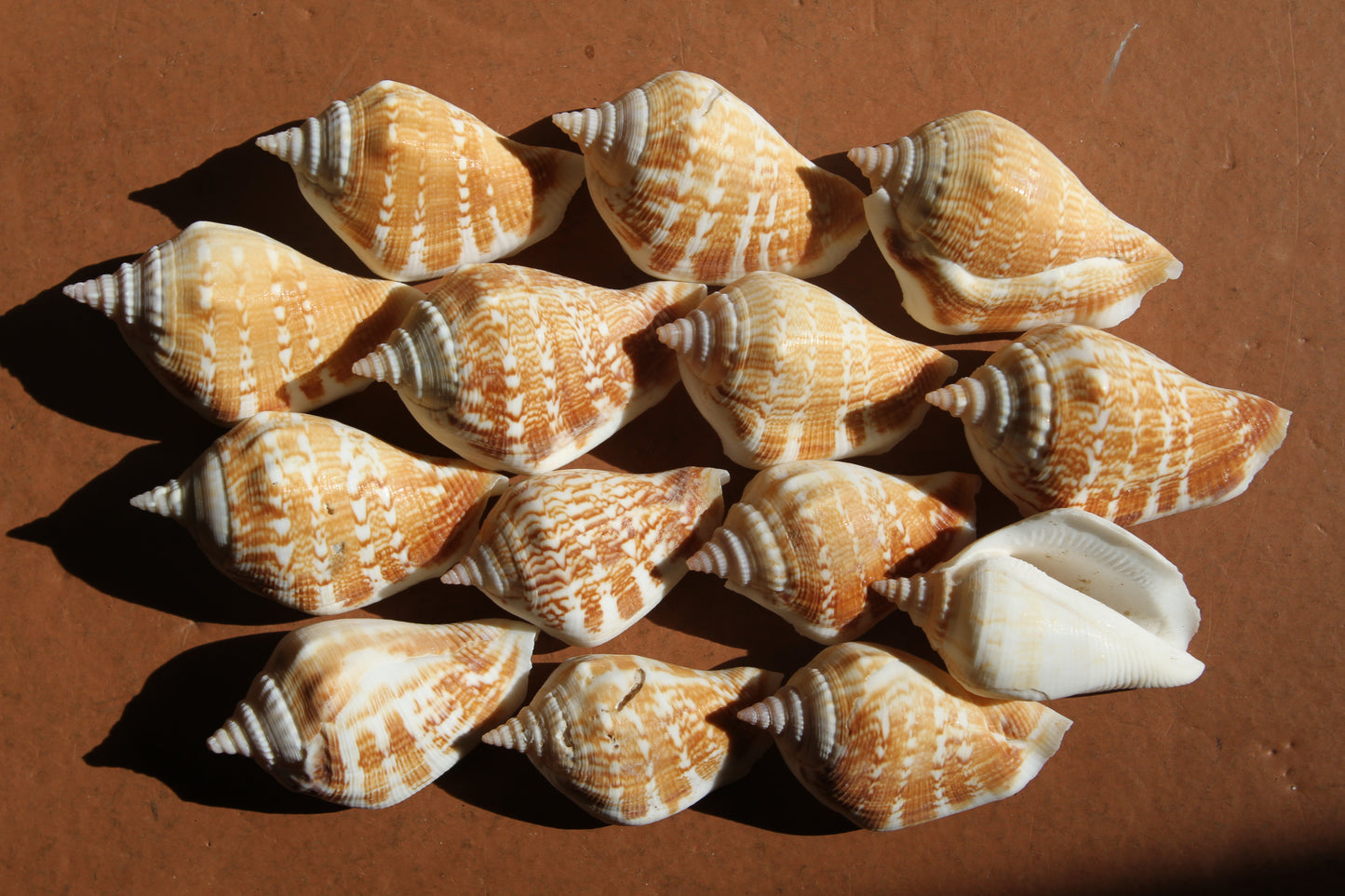 STROMBUS MARGINATUS, Seashells For Crafting, Picture Frame Embellishments, Beach Art , SS-462