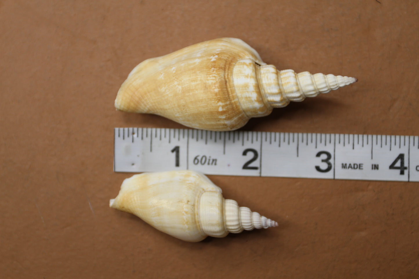 NATURAL STROMBUS VITTATUS, Beach Art, Sailors Valentines, Framing Shells, Mirror Embellishments, SS-507