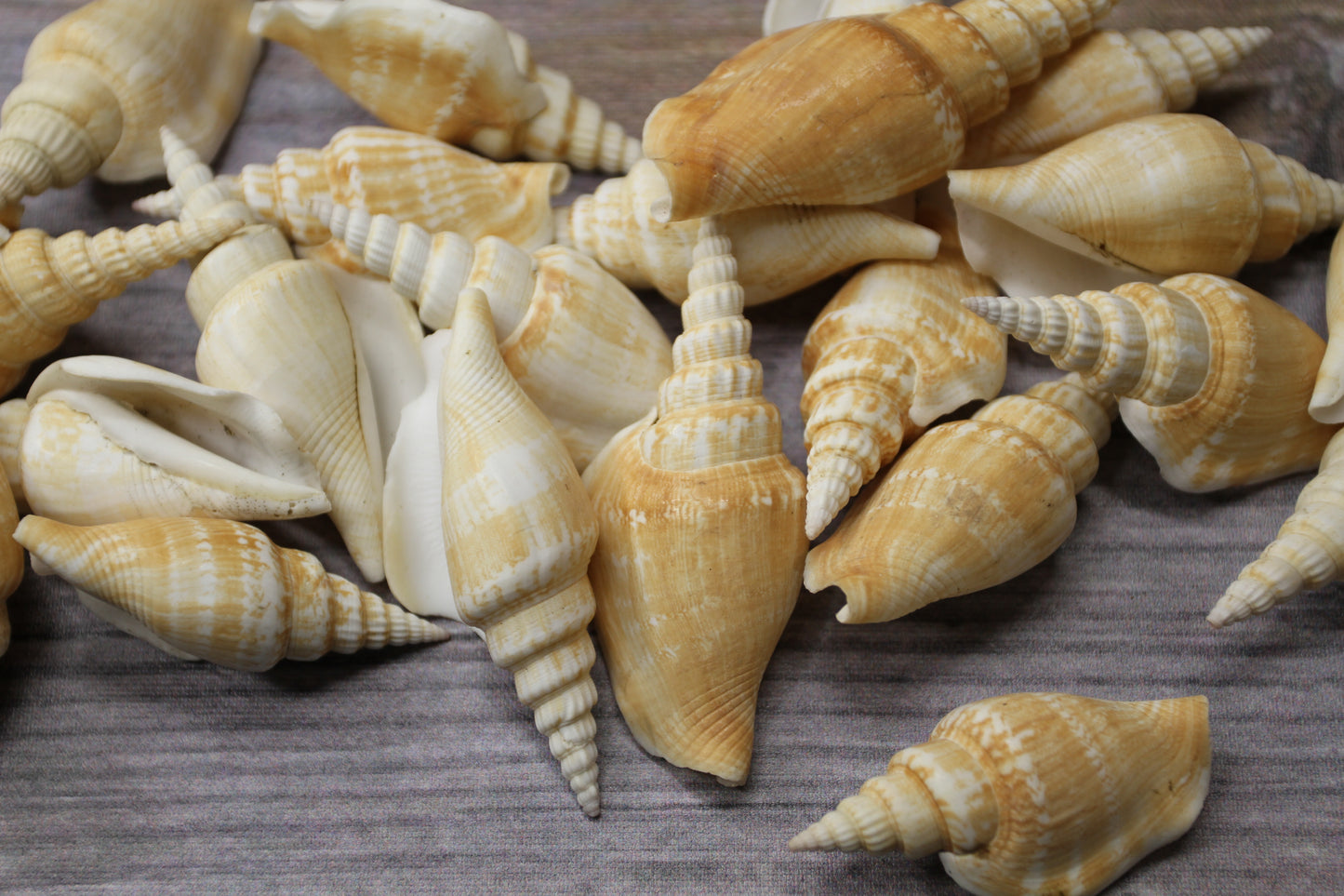 NATURAL STROMBUS VITTATUS, Beach Art, Sailors Valentines, Framing Shells, Mirror Embellishments, SS-507