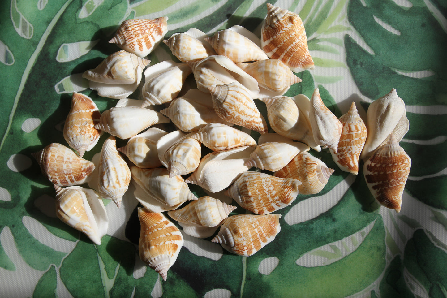 STROMBUS MARGINATUS, Seashells For Crafting, Picture Frame Embellishments, Beach Art , SS-462
