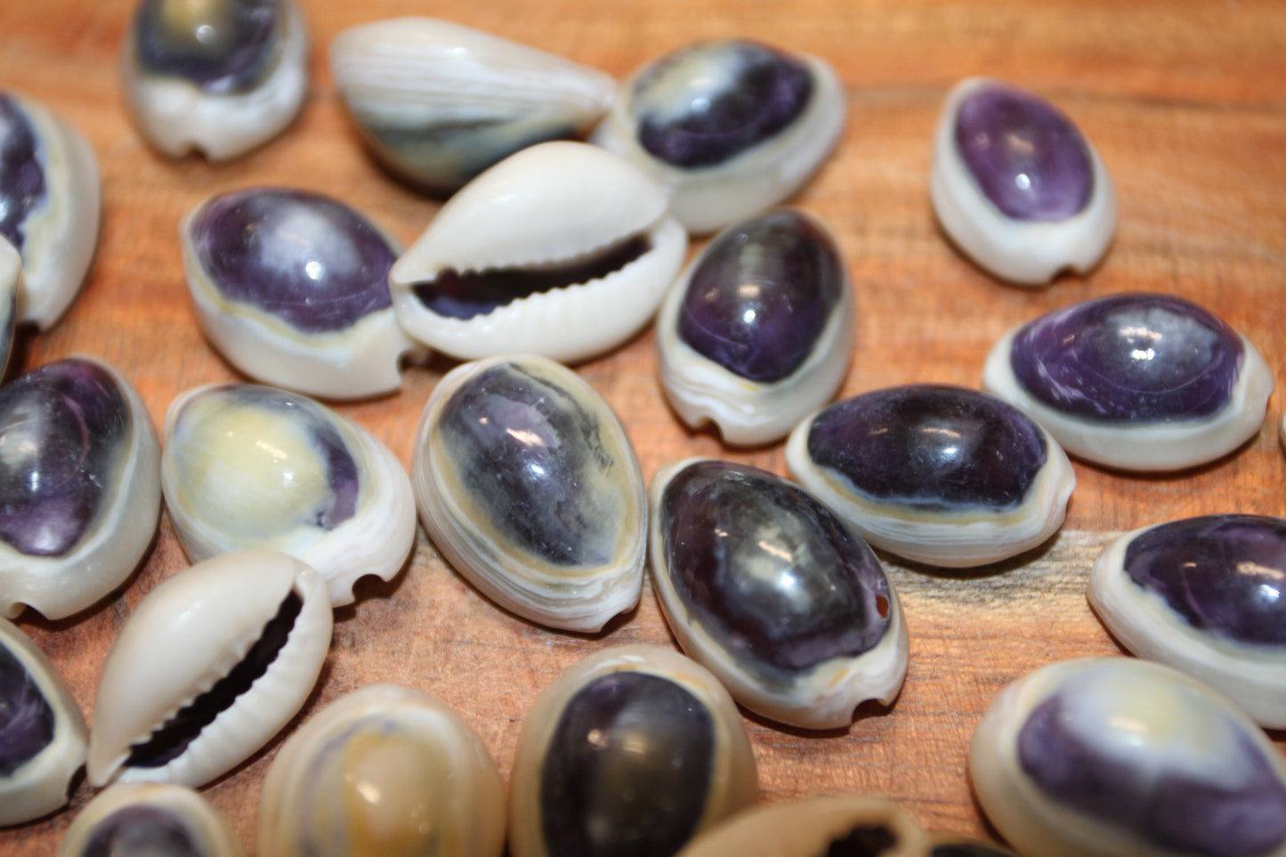 100 ANNULUS COWRY,Purple Top,Beach Wedding Supply,Sailor Valentines,Cowries,Bridal Bouquets,Beach Crafts,Seashell Flower,SS-532