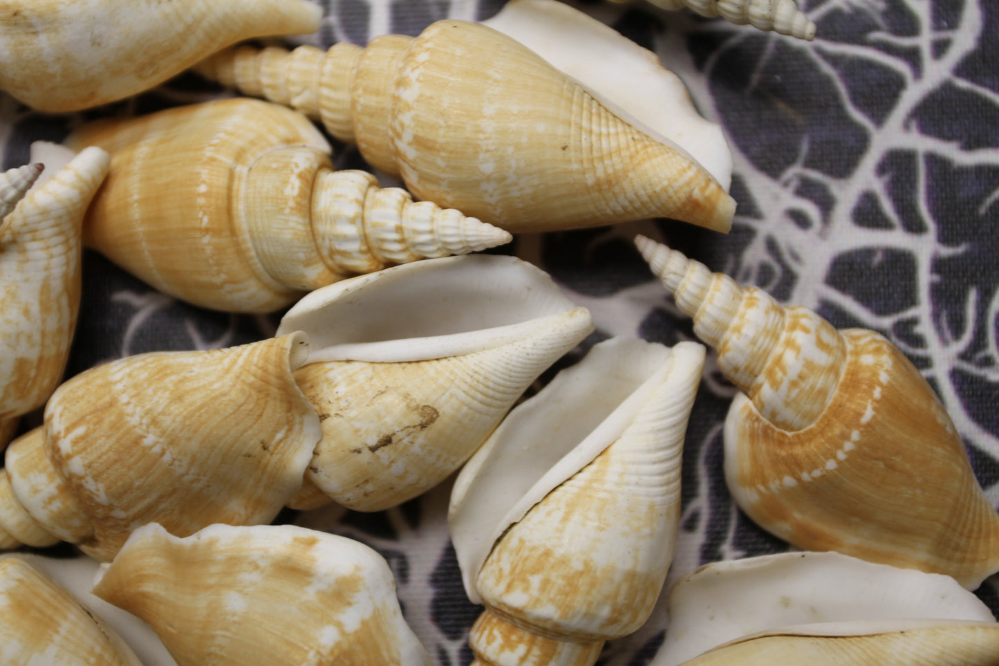 NATURAL STROMBUS VITTATUS, Beach Art, Sailors Valentines, Framing Shells, Mirror Embellishments, SS-507