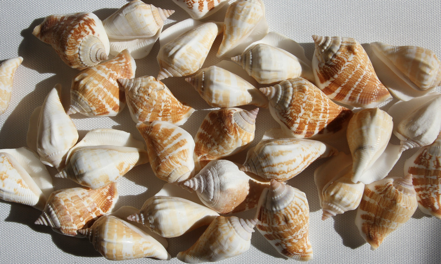 STROMBUS MARGINATUS, Seashells For Crafting, Picture Frame Embellishments, Beach Art , SS-462